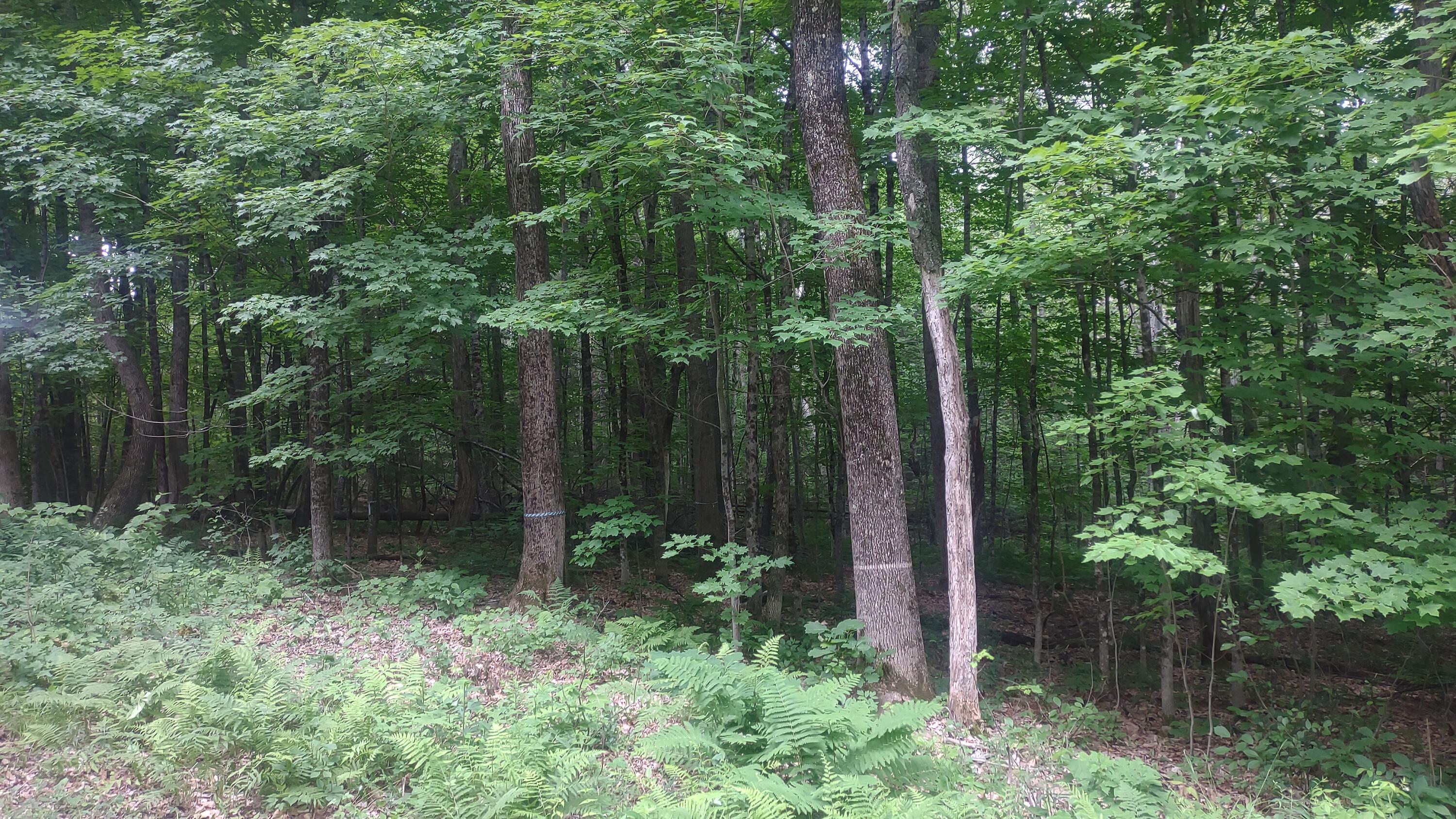 Tbd Stream Road Road Property Photo 7