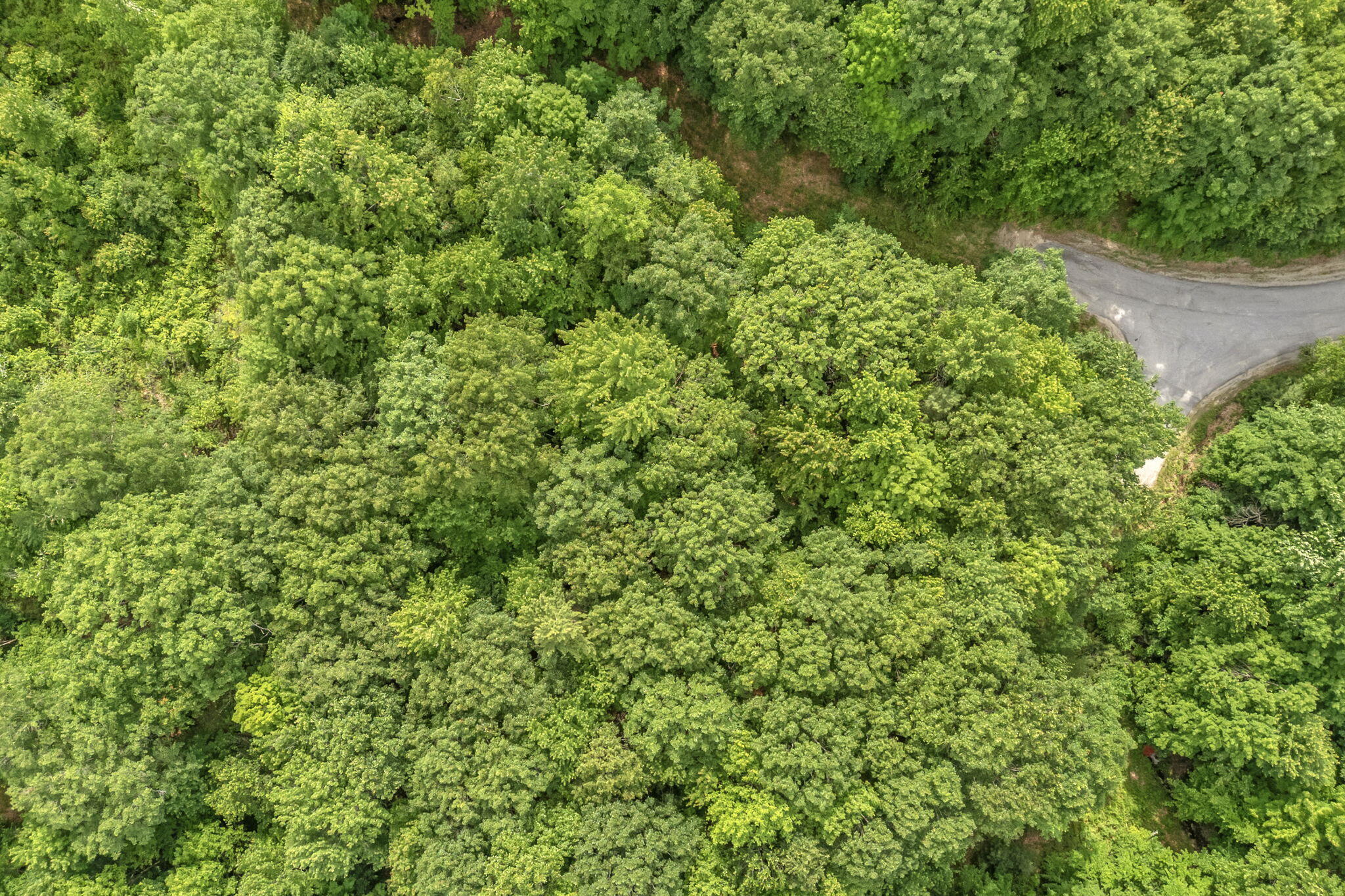 Lot 6 Forest Trail Drive Property Photo 8