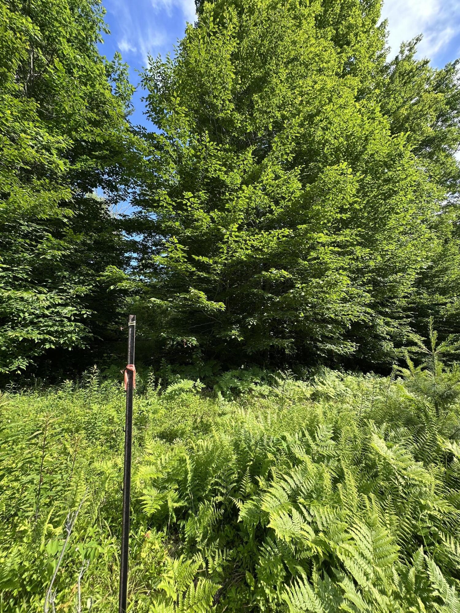 Lot 020 Canton Mountain Road Property Photo 3