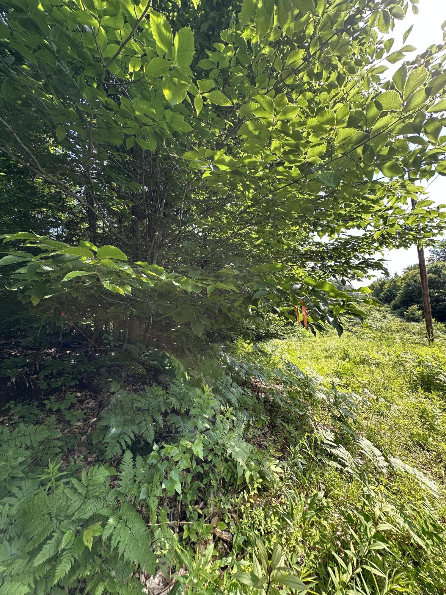 Lot 020 Canton Mountain Road Property Photo 4