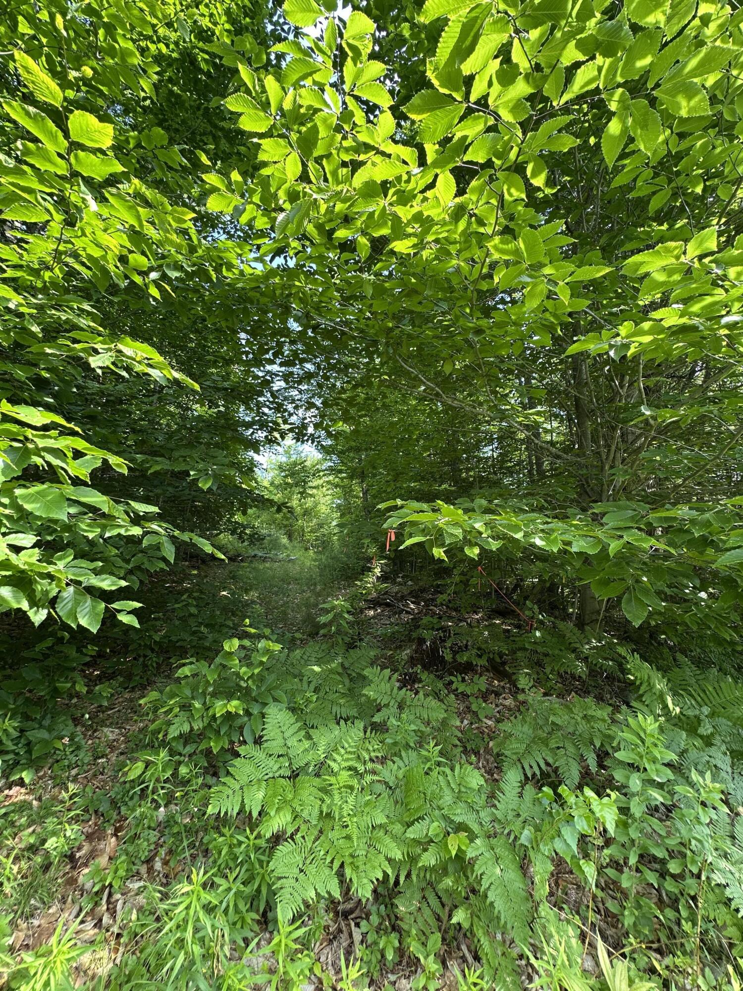 Lot 020 Canton Mountain Road Property Photo 5