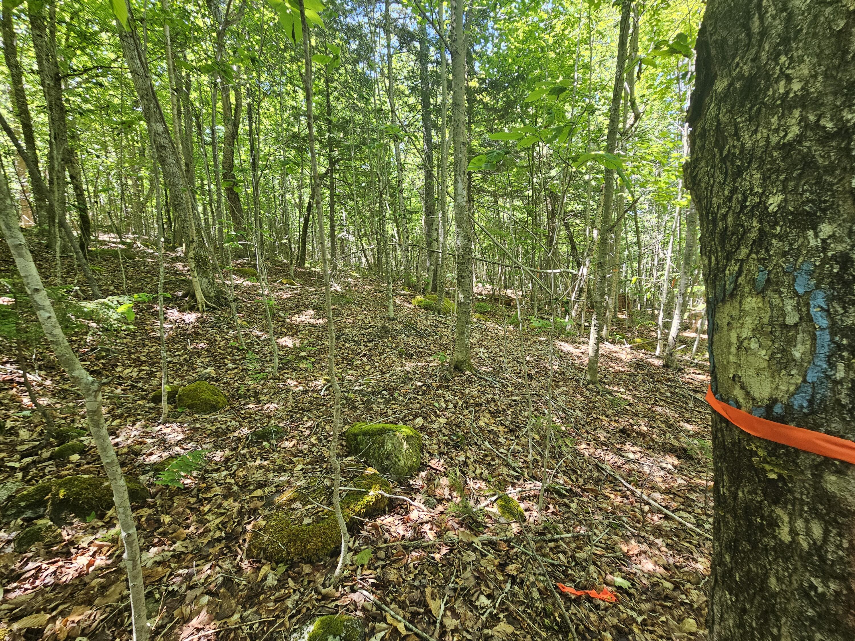 Lot 2 Martins Ridge Road Property Photo 9