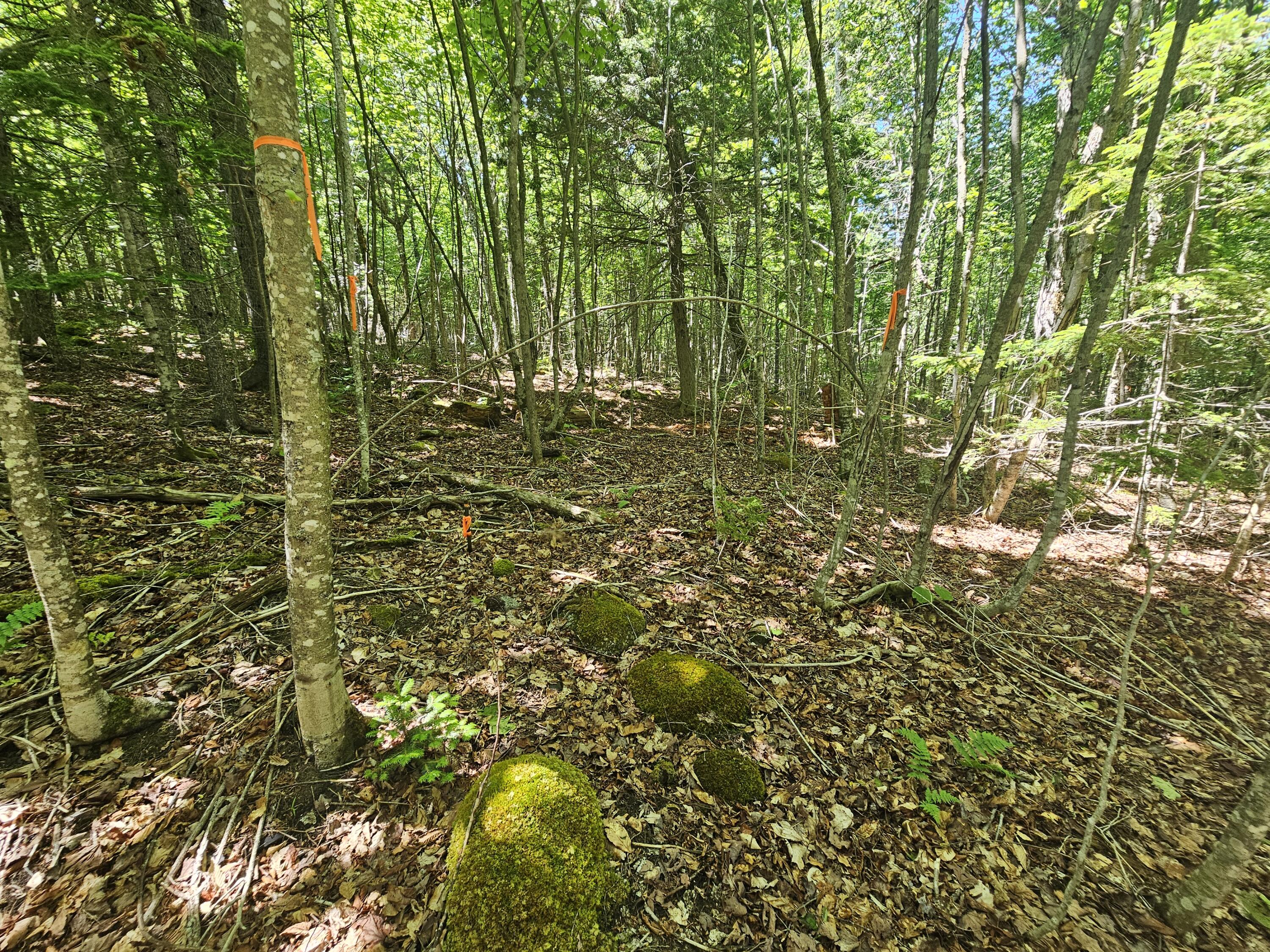 Lot 2 Martins Ridge Road Property Photo 10