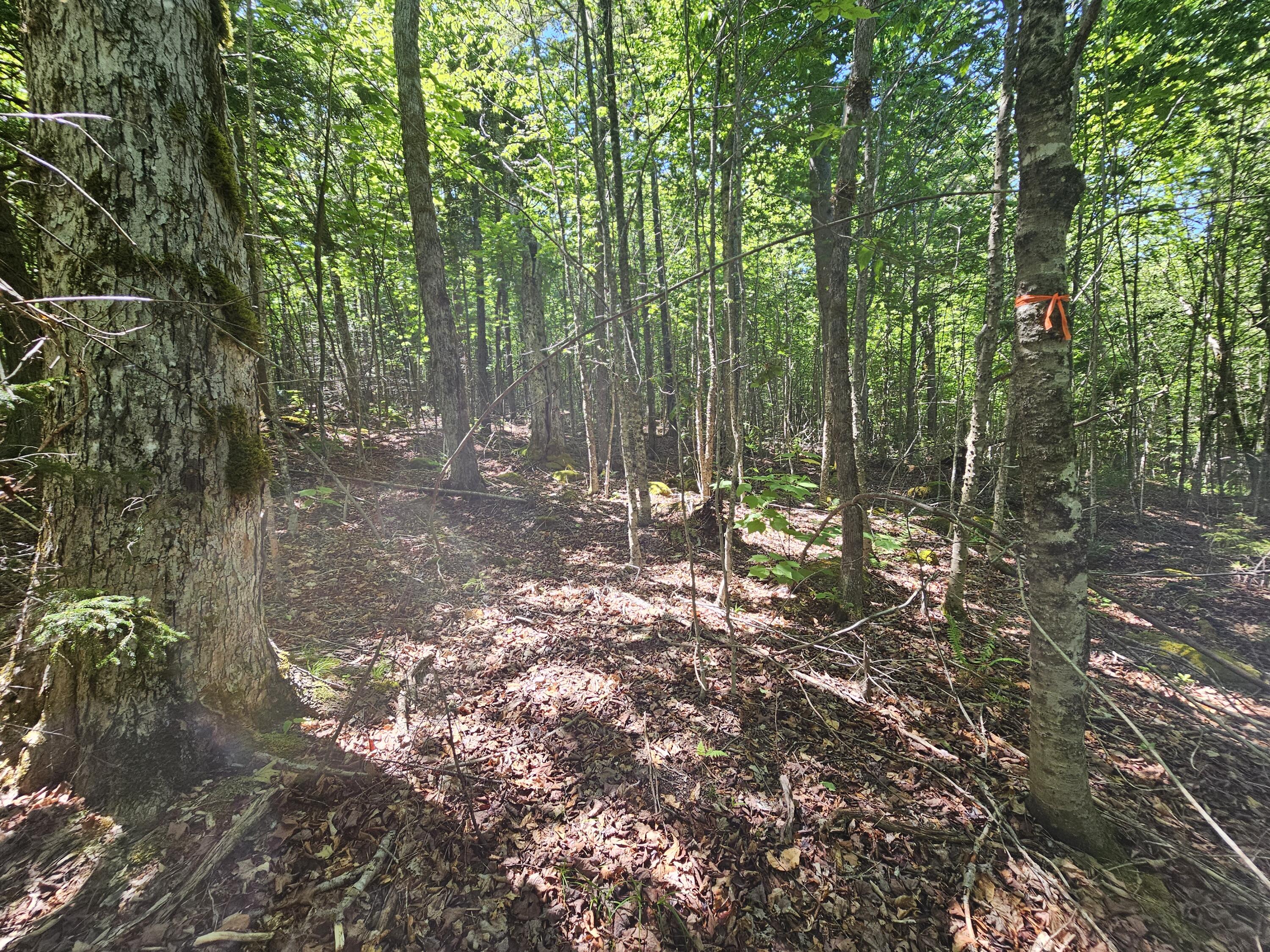 Lot 2 Martins Ridge Road Property Photo 11
