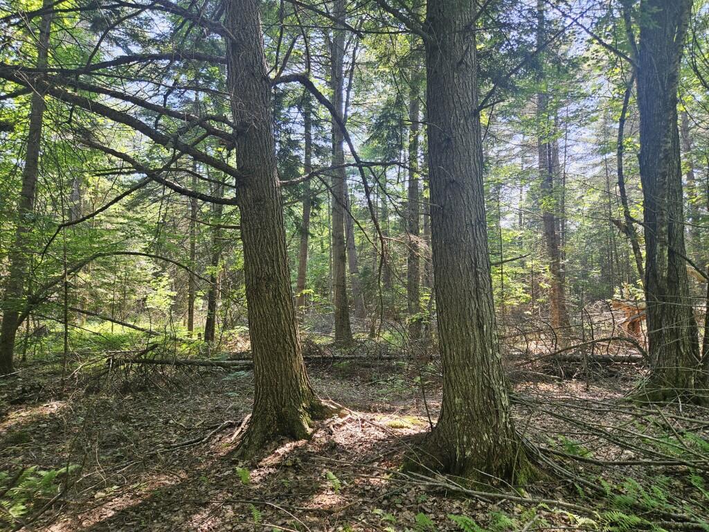 5 Farmington Falls/route 2 Road Property Photo 9