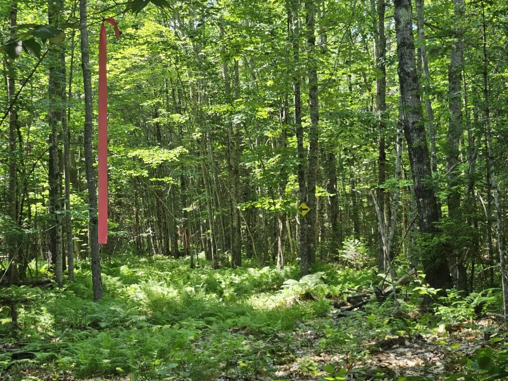 5 Farmington Falls/route 2 Road Property Photo 11