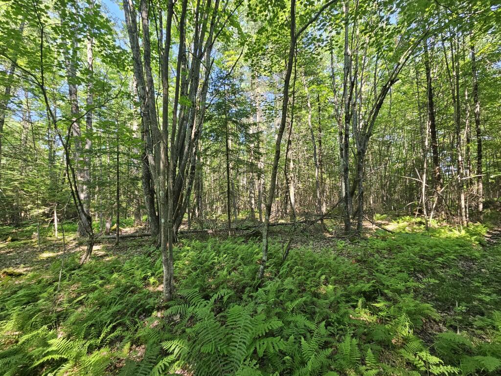 5 Farmington Falls/route 2 Road Property Photo 13