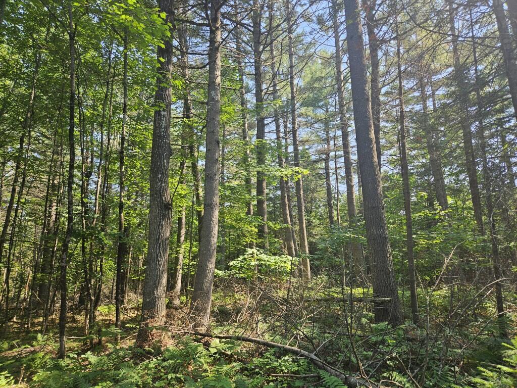 5 Farmington Falls/route 2 Road Property Photo 14