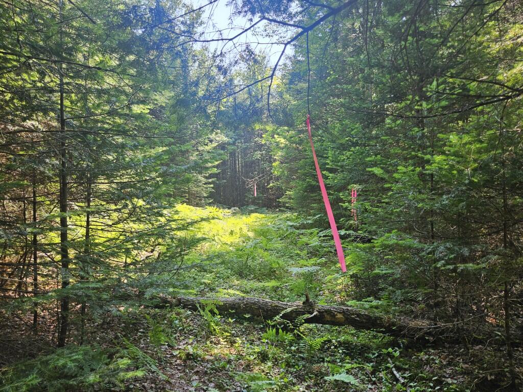 5 Farmington Falls/route 2 Road Property Photo 16