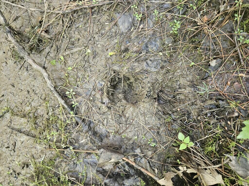 5 Farmington Falls/route 2 Road Property Photo 25