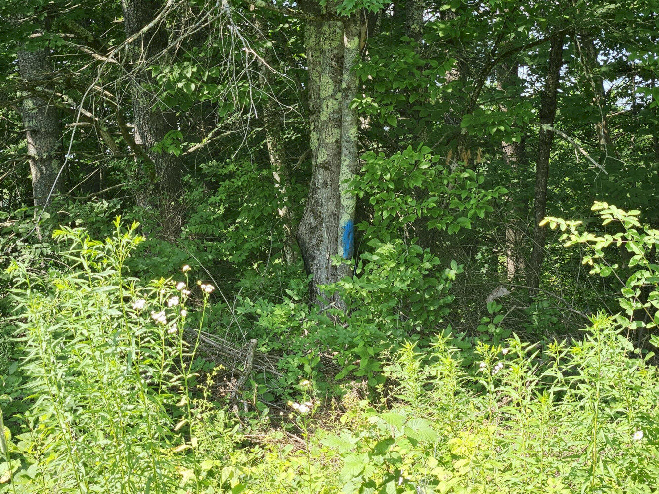 1029 E River Road Property Photo 47