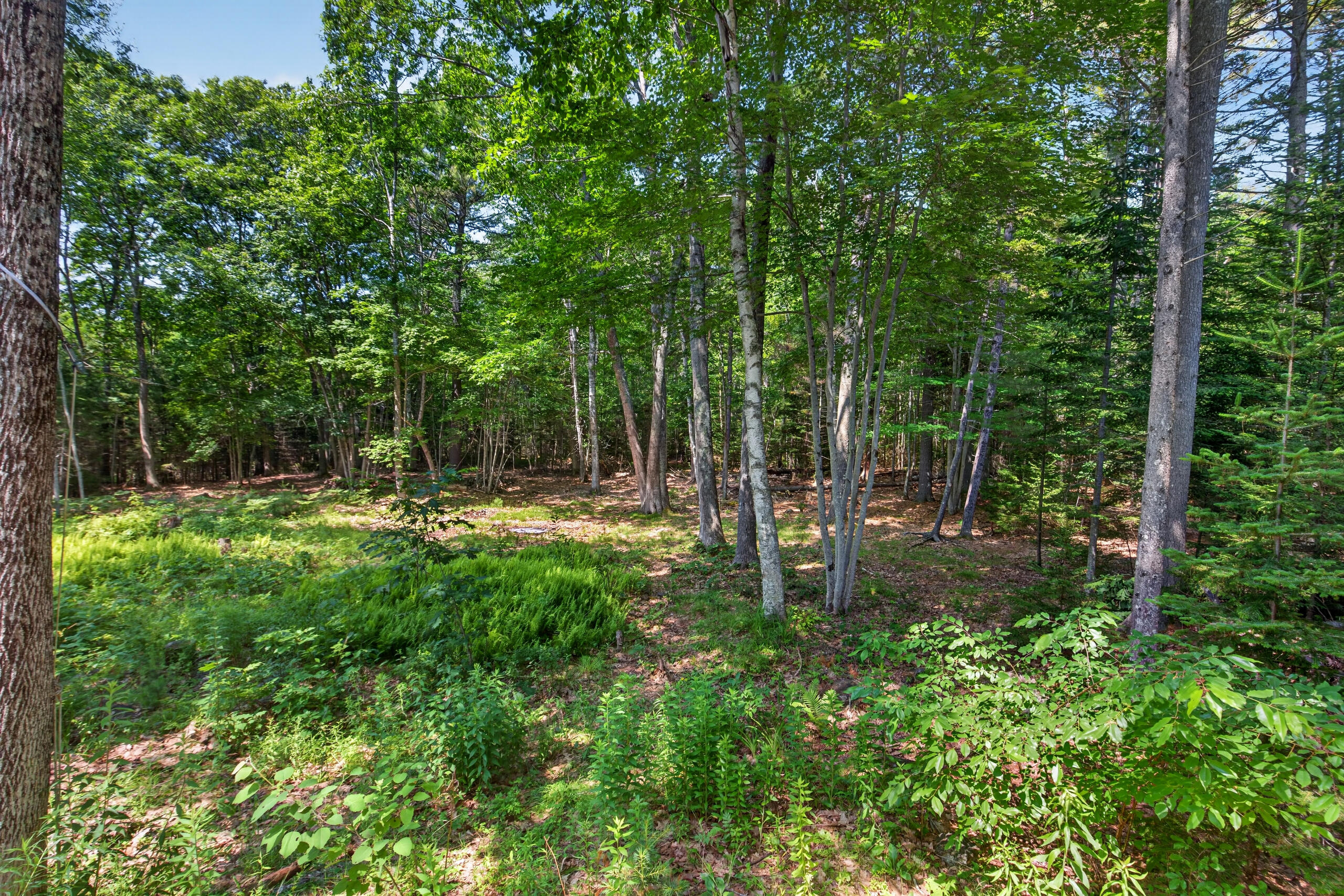 40 Forest Hill Property Photo 28