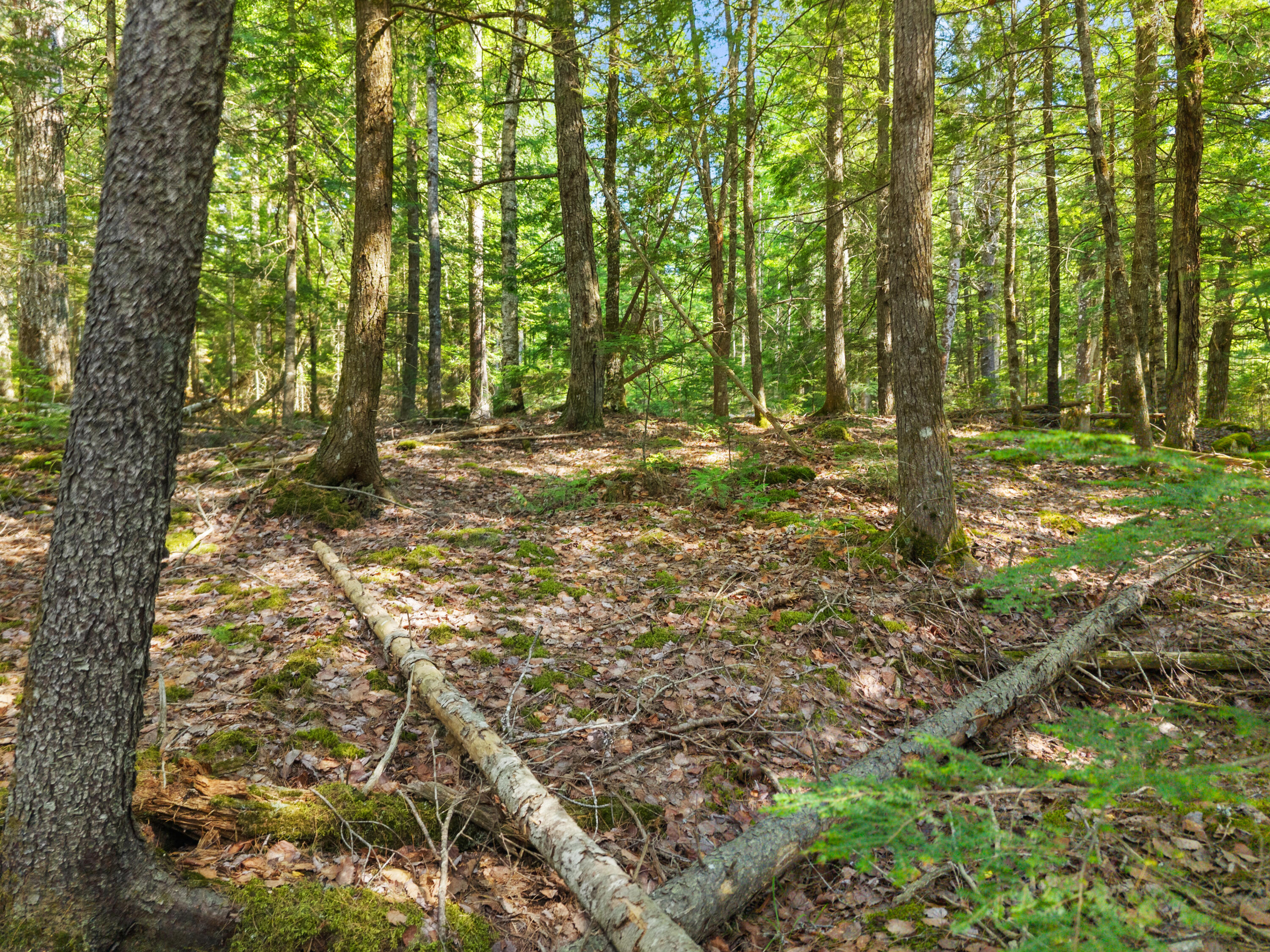 01-lot 26 County Road Property Photo 8