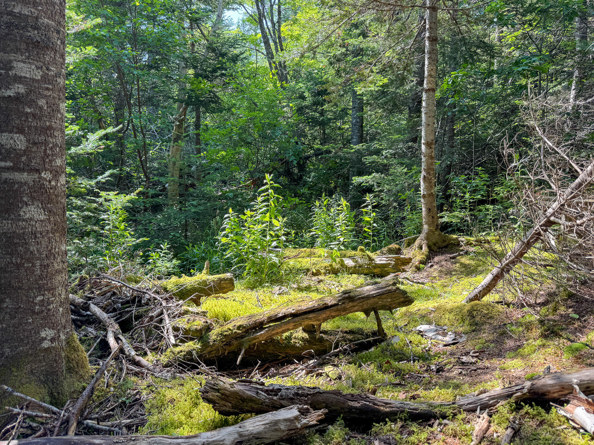 1125 Boot Cove Road Property Photo 18