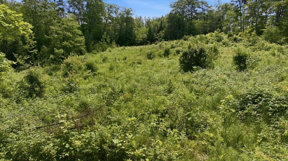 273 Wiley Road Property Photo 5