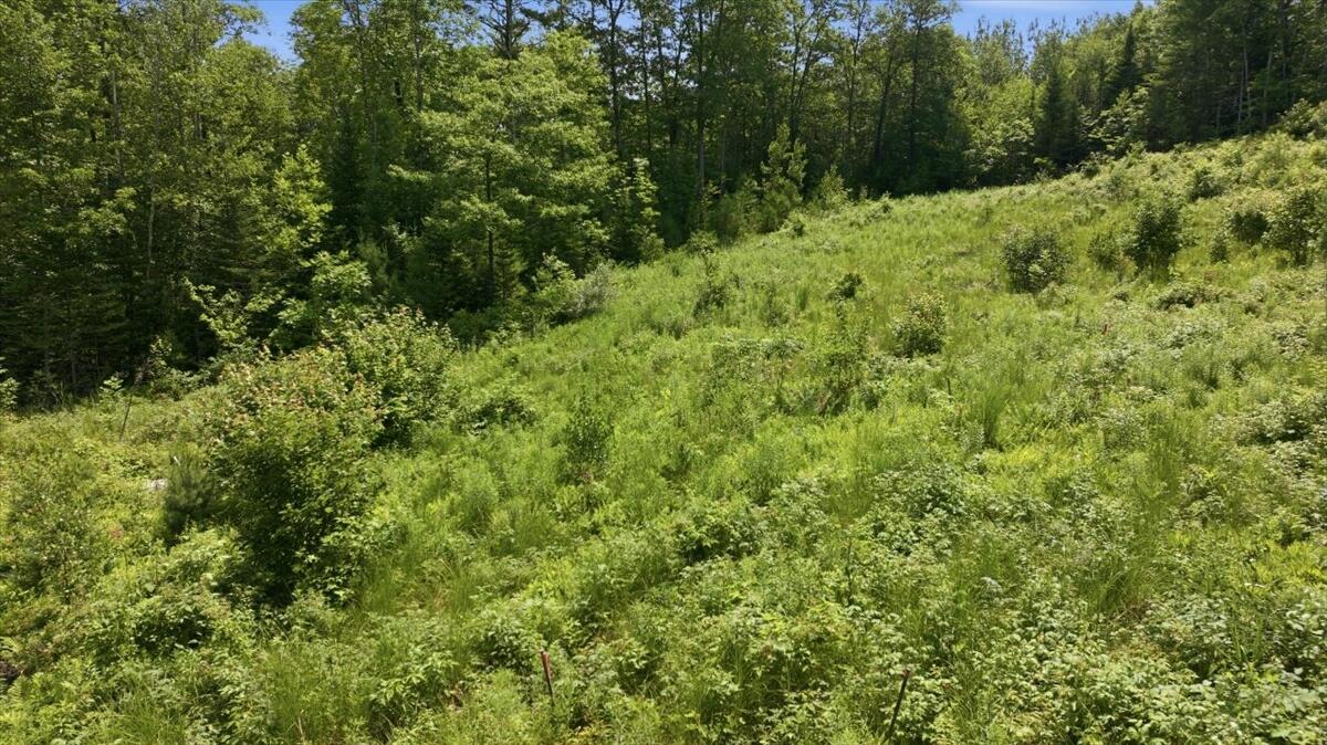 273 Wiley Road Property Photo 13