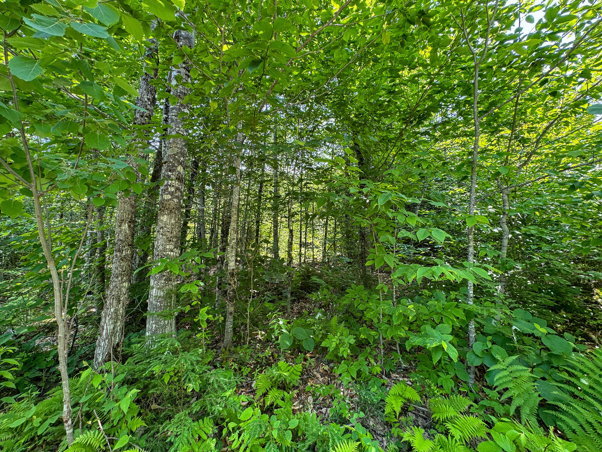 50 Wilderness Park Road Property Photo 15
