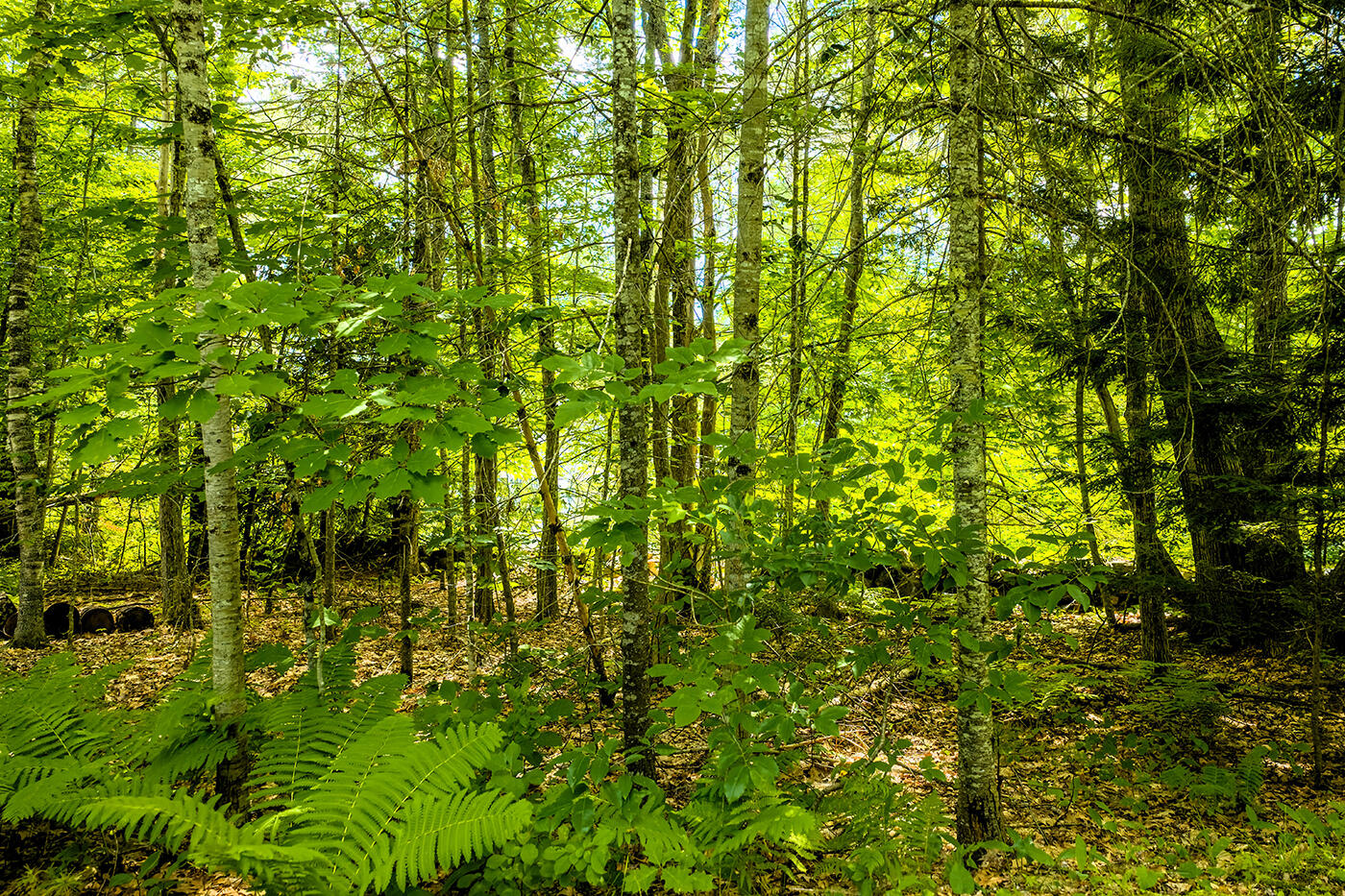345 Buzzell Hill Road Property Photo 29