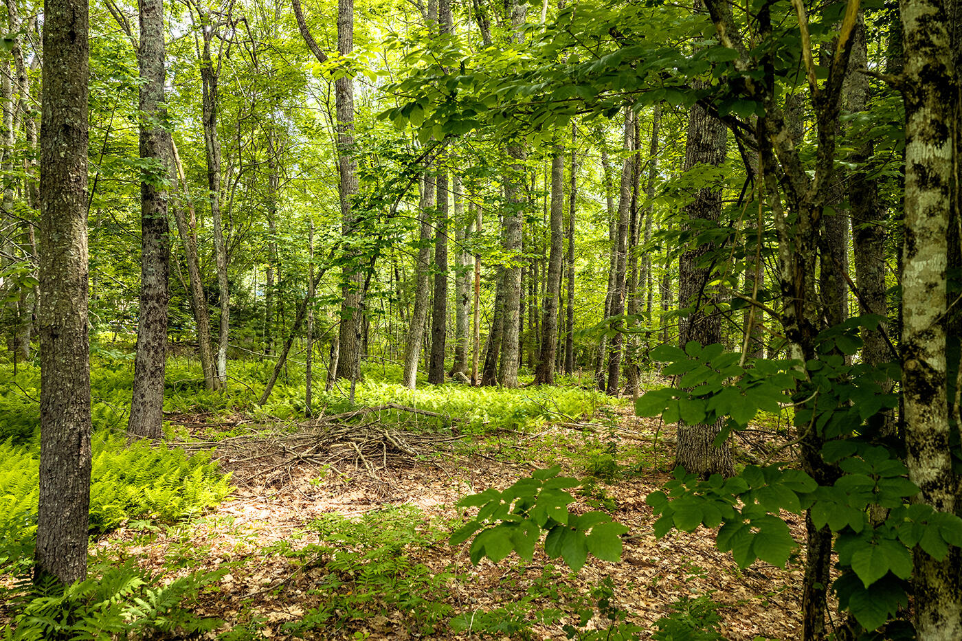 345 Buzzell Hill Road Property Photo 33