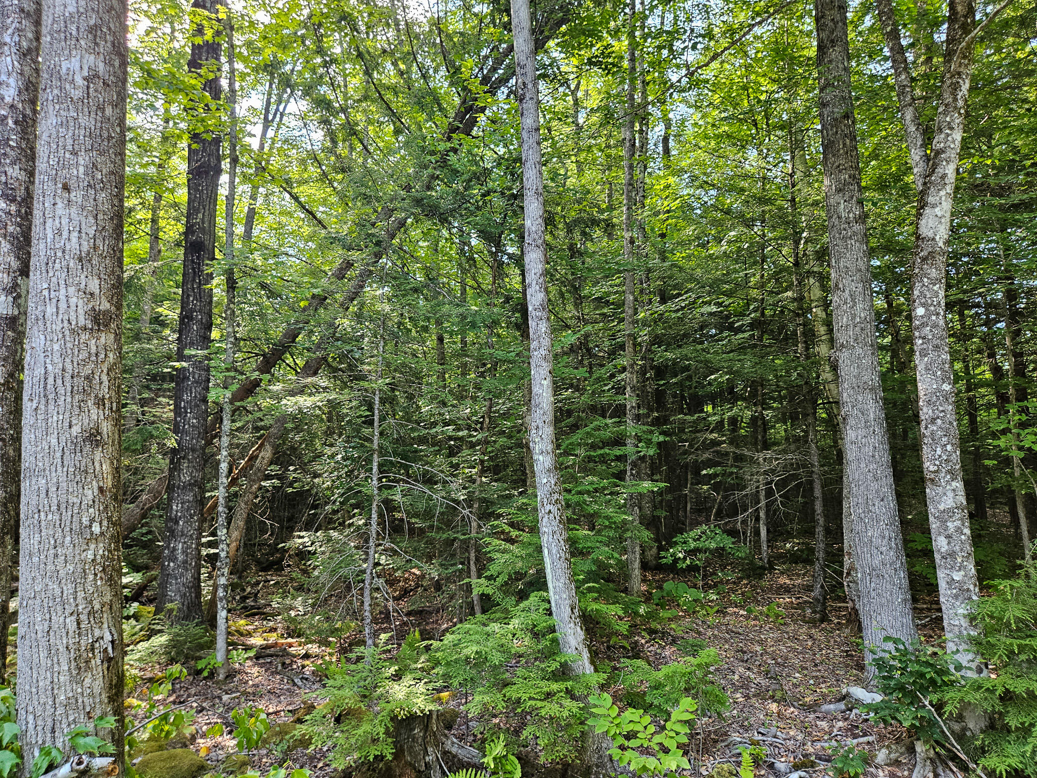 M U10 L6 Loon Cove Lane Property Photo 47