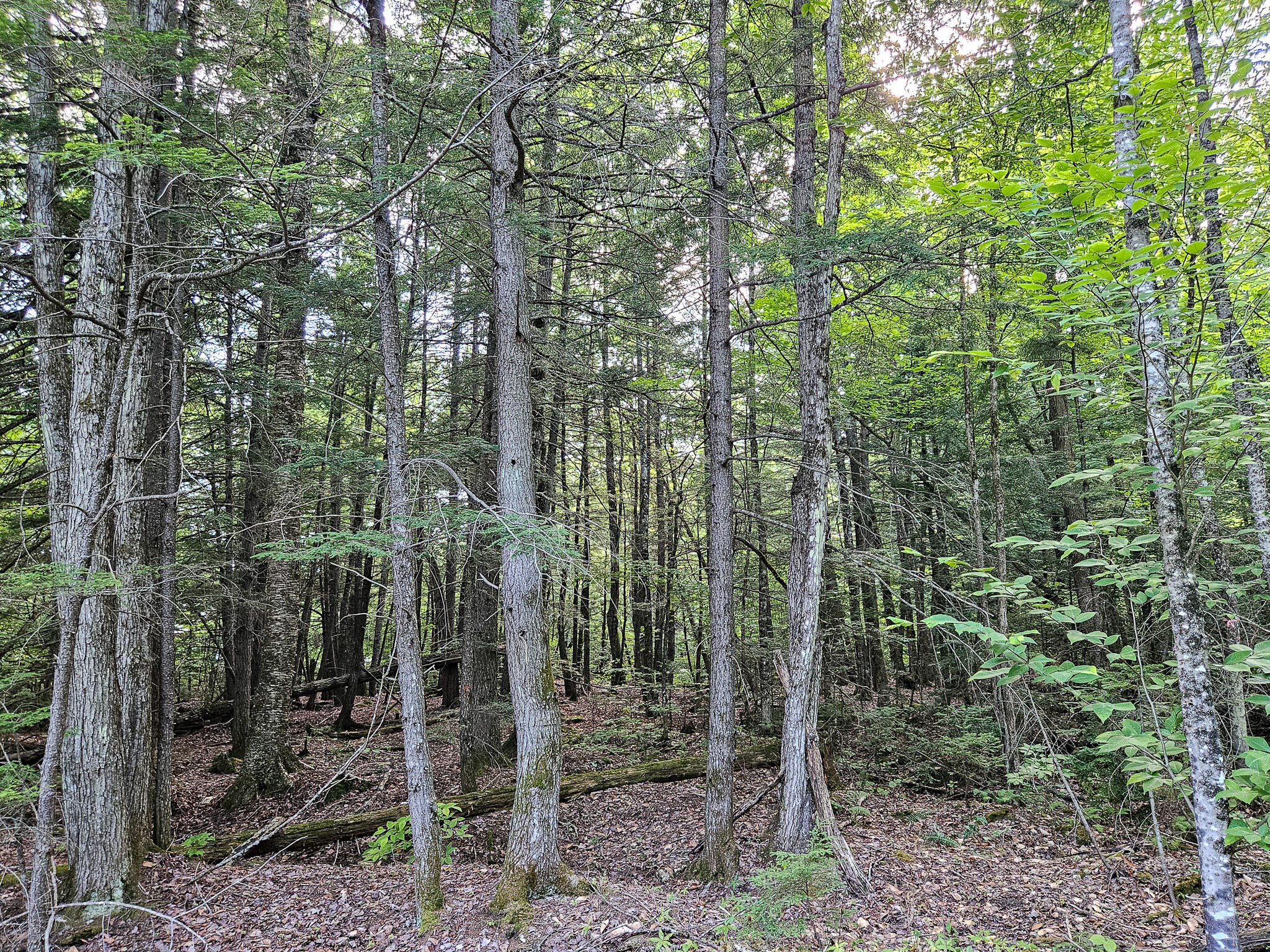 M U10 L6 Loon Cove Lane Property Photo 49