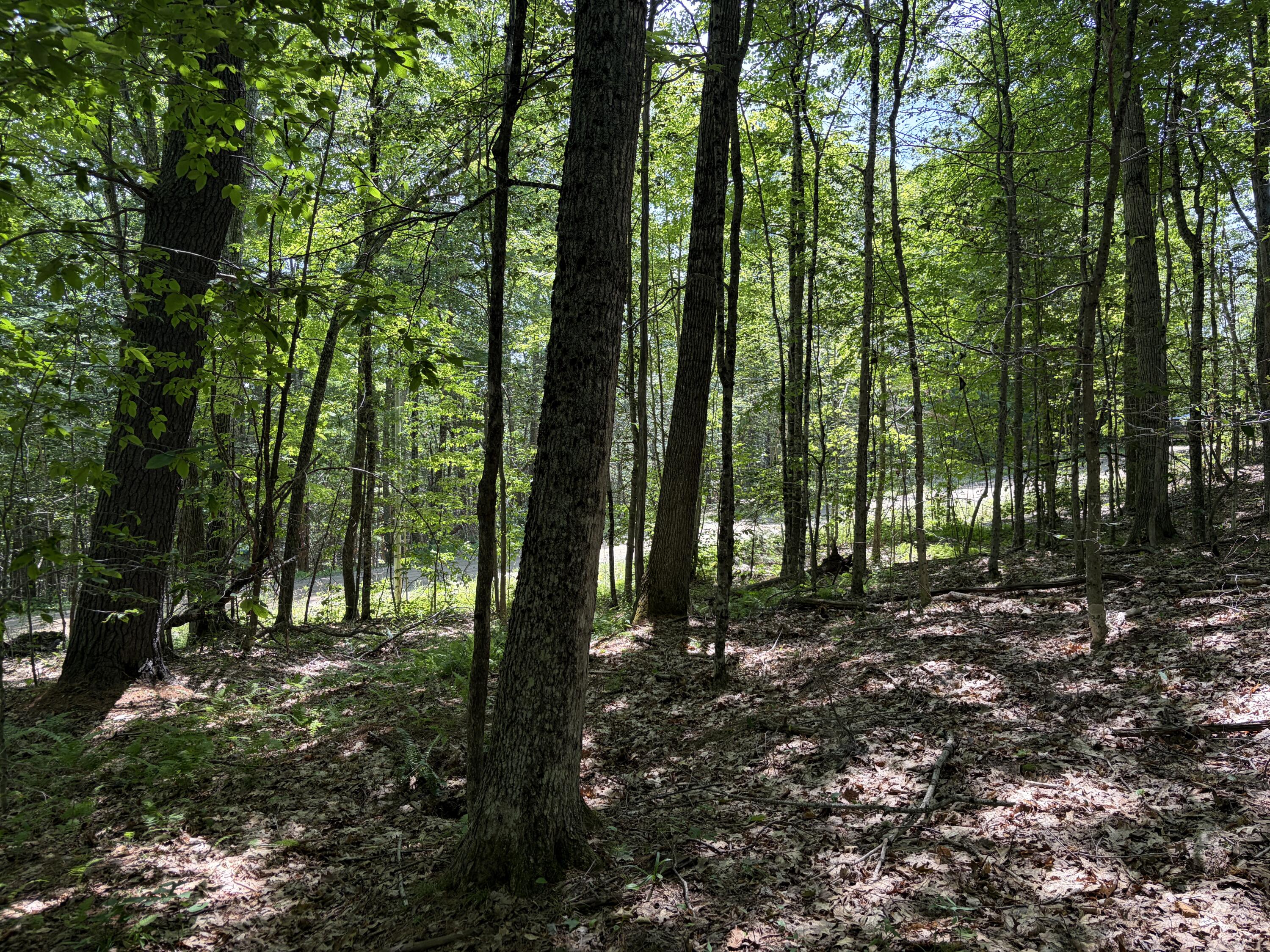 3.41 Acres Belden Woods Road Property Photo 15