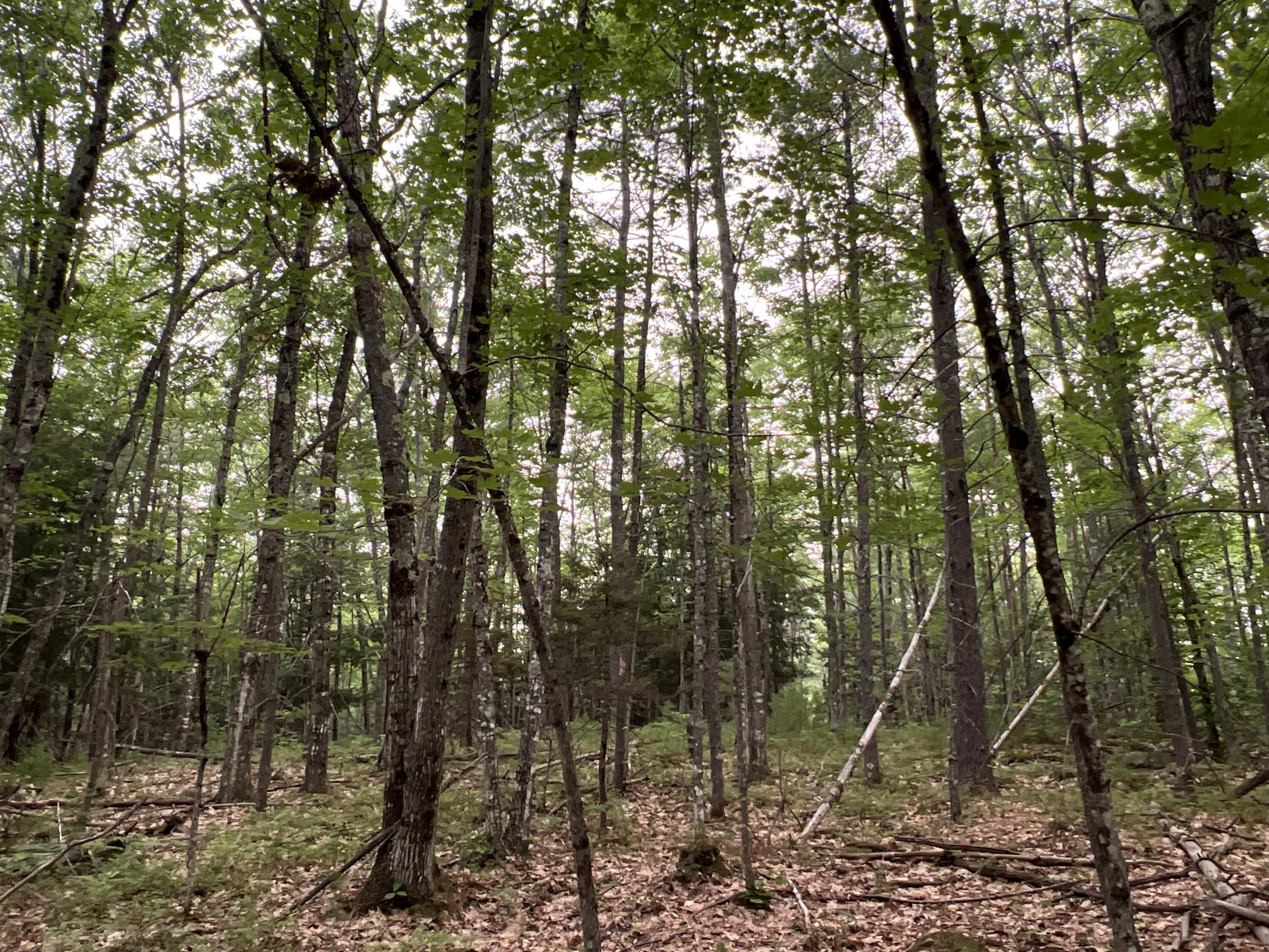 017-018-1 Isaac Stevens Road Property Photo 7