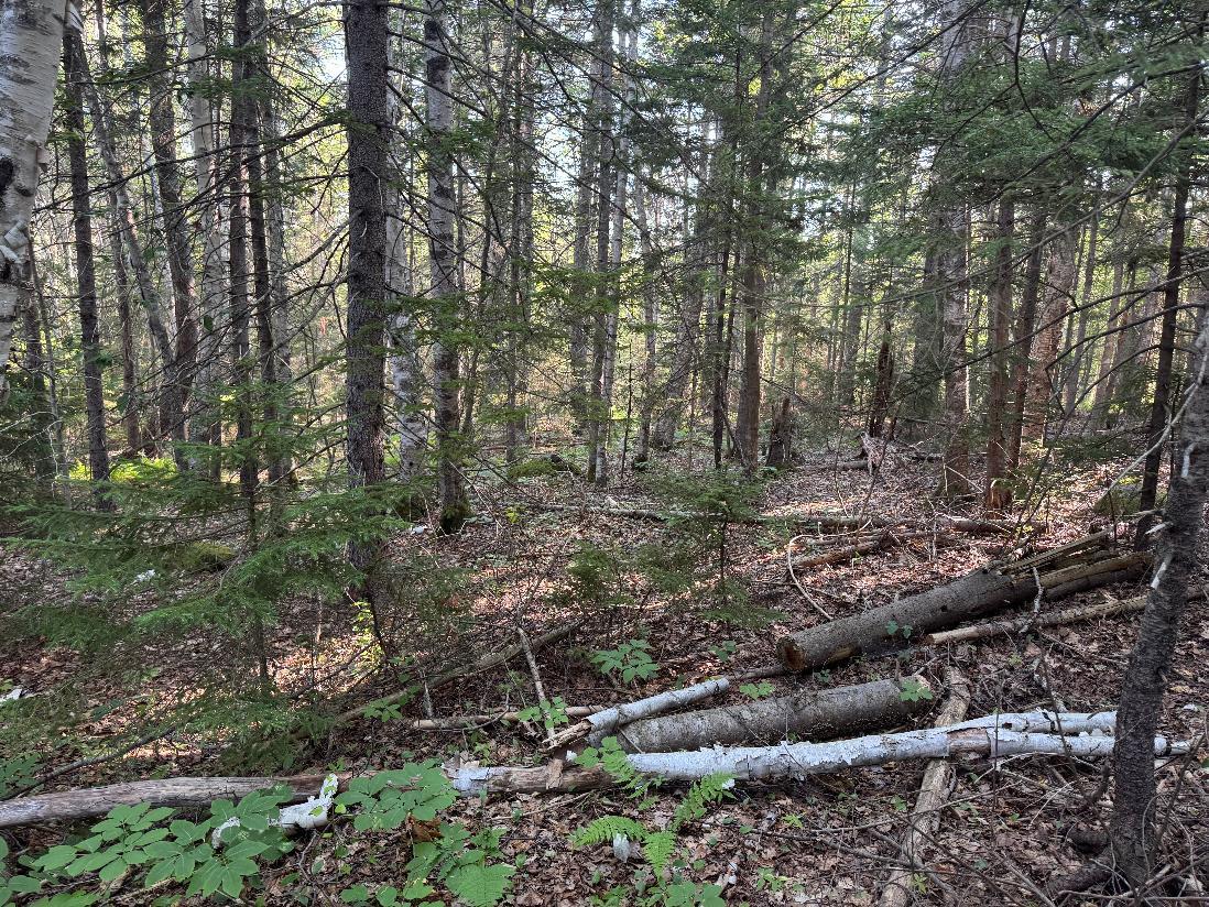00 Pine Tree Lane Property Photo 6