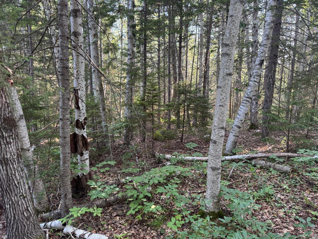 00 Pine Tree Lane Property Photo 7