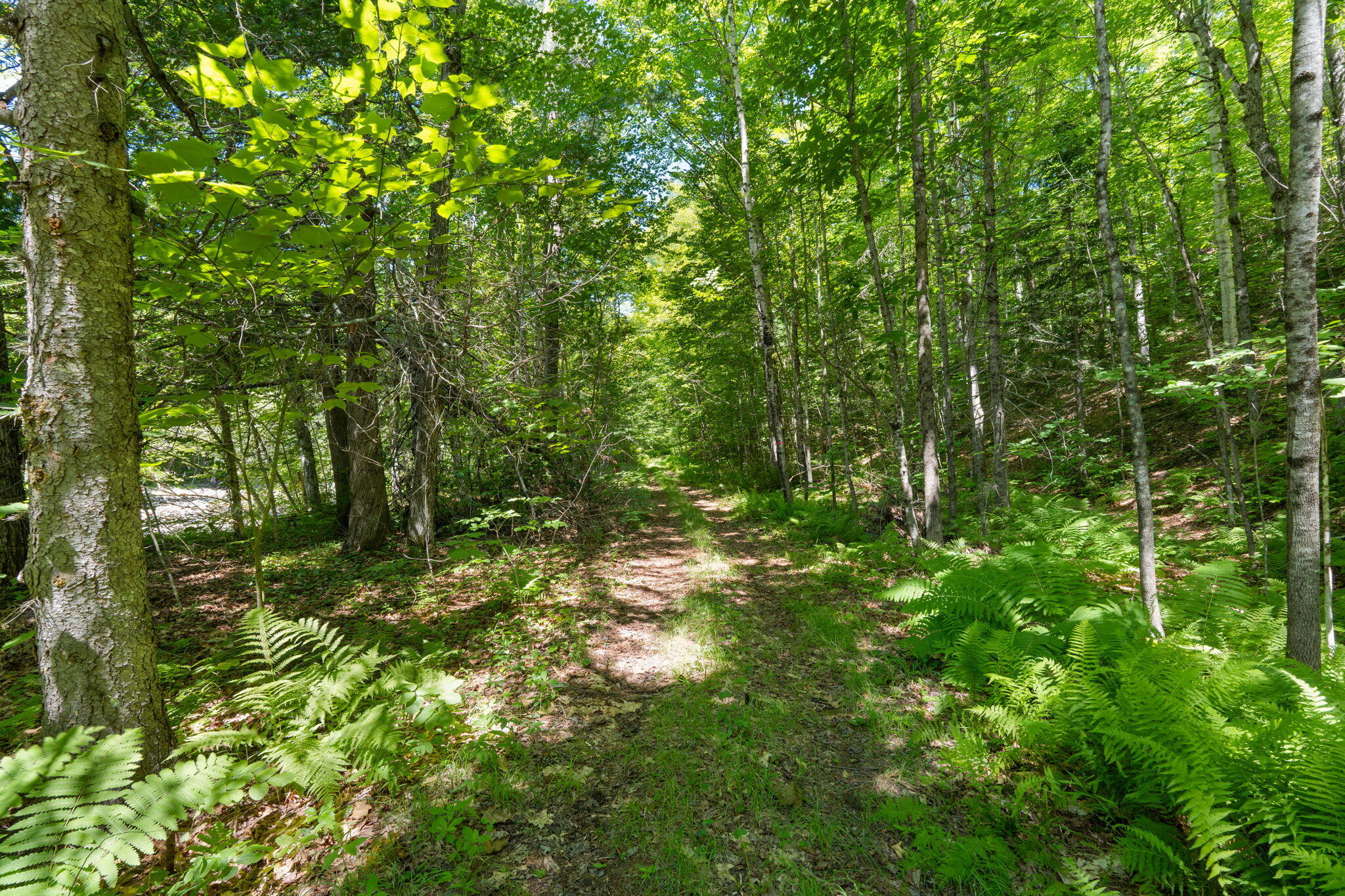 Lot 42 Beech Hill Road Property Photo 6