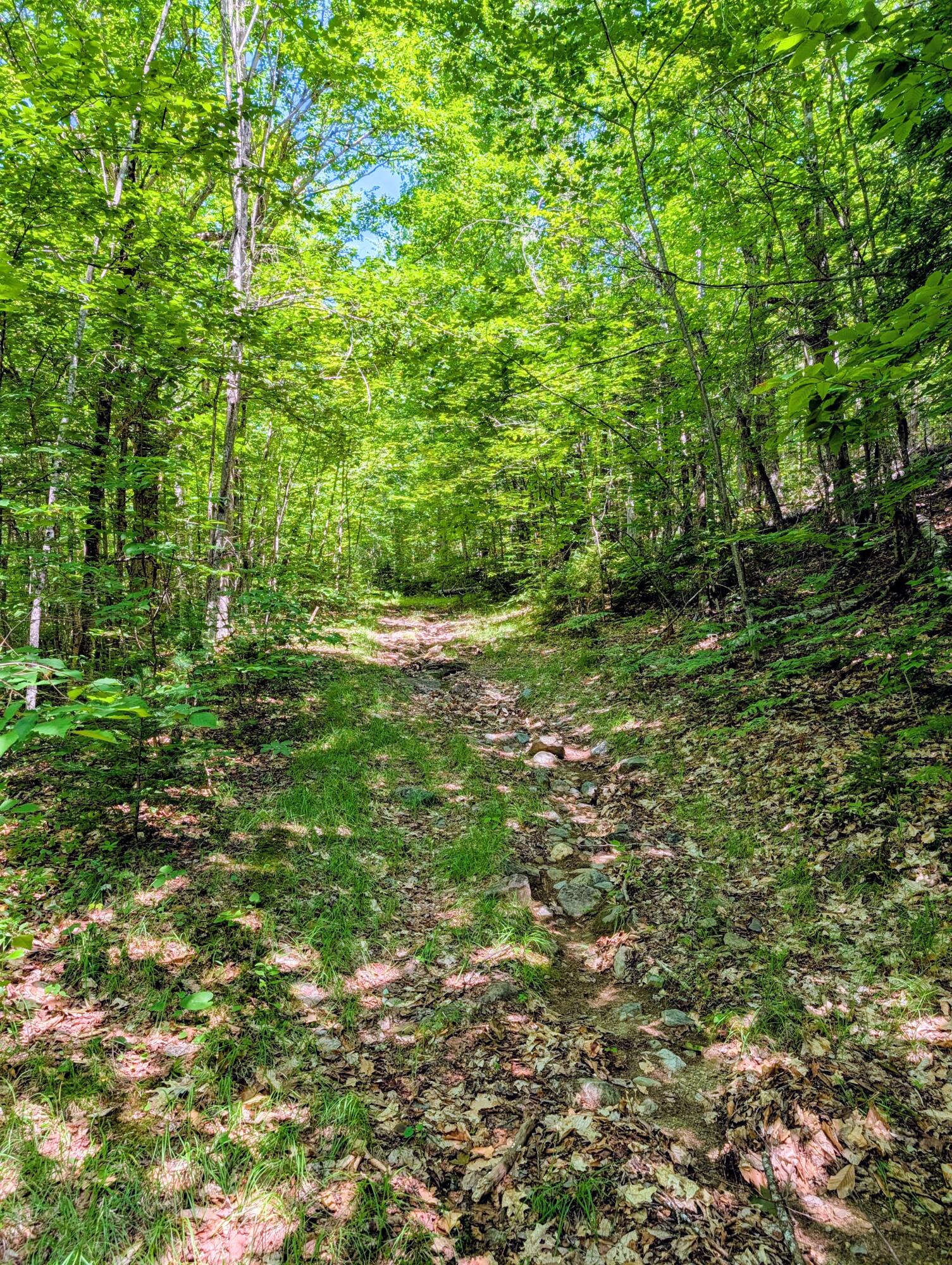 Lot 42 Beech Hill Road Property Photo 10