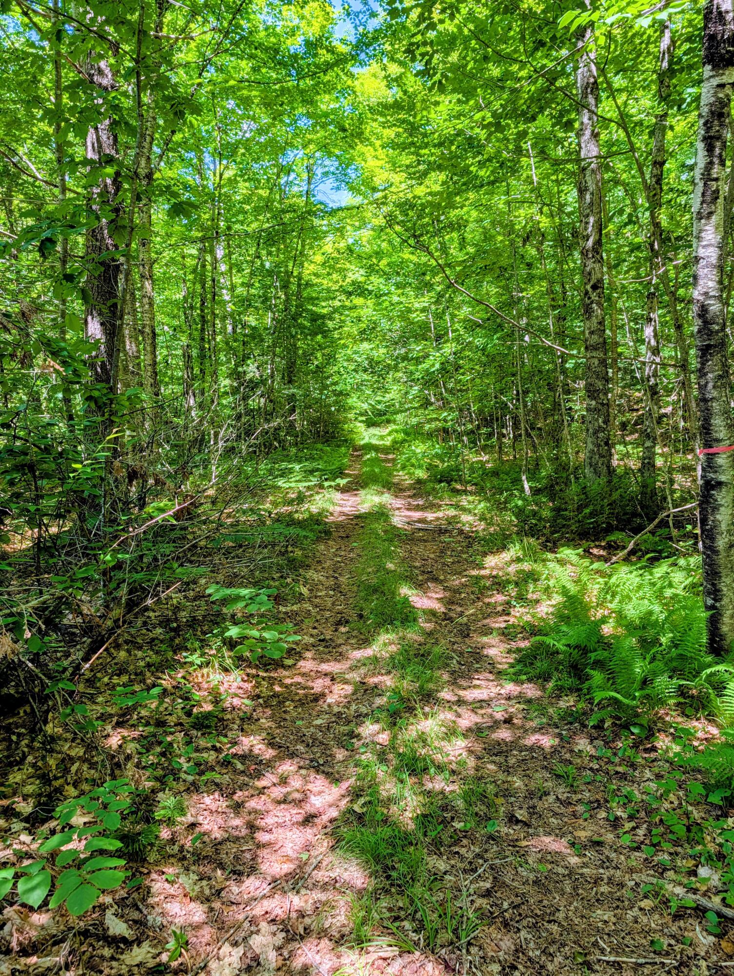 Lot 42 Beech Hill Road Property Photo 11