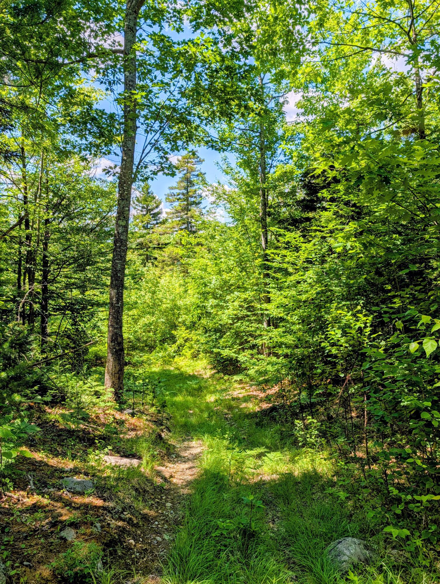 Lot 42 Beech Hill Road Property Photo 12