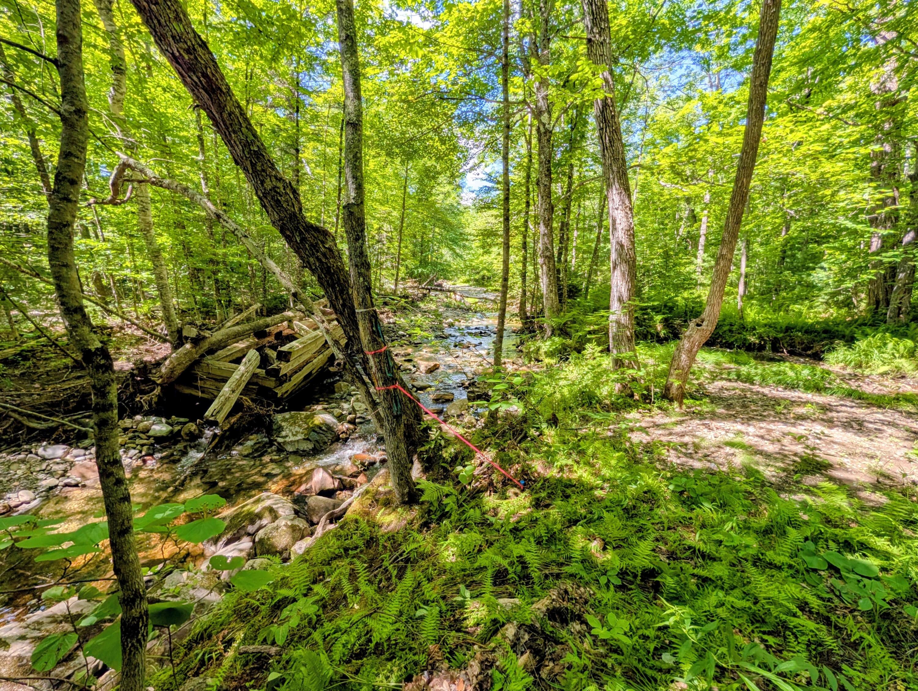Lot 42 Beech Hill Road Property Photo 26