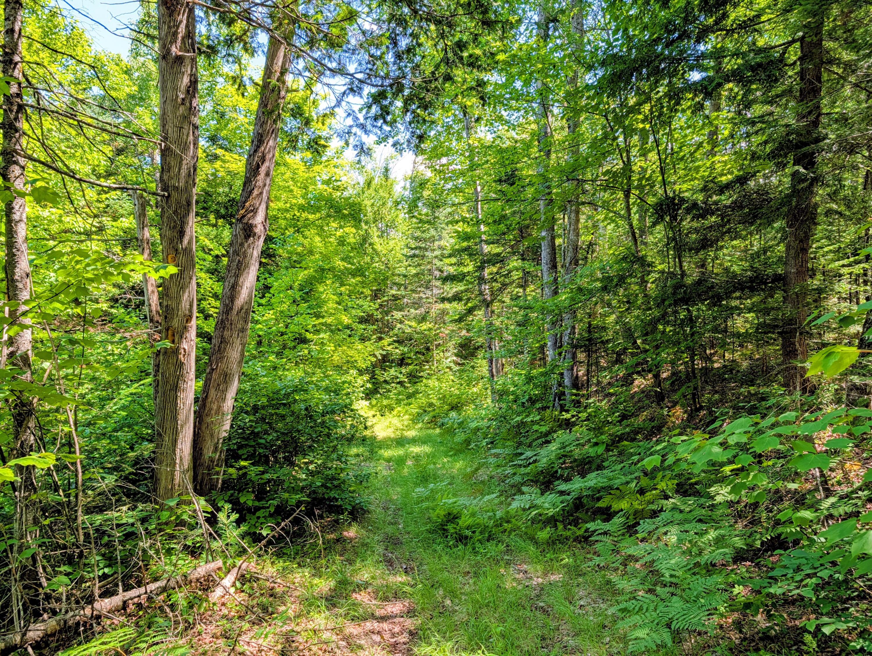 Lot 42 Beech Hill Road Property Photo 28