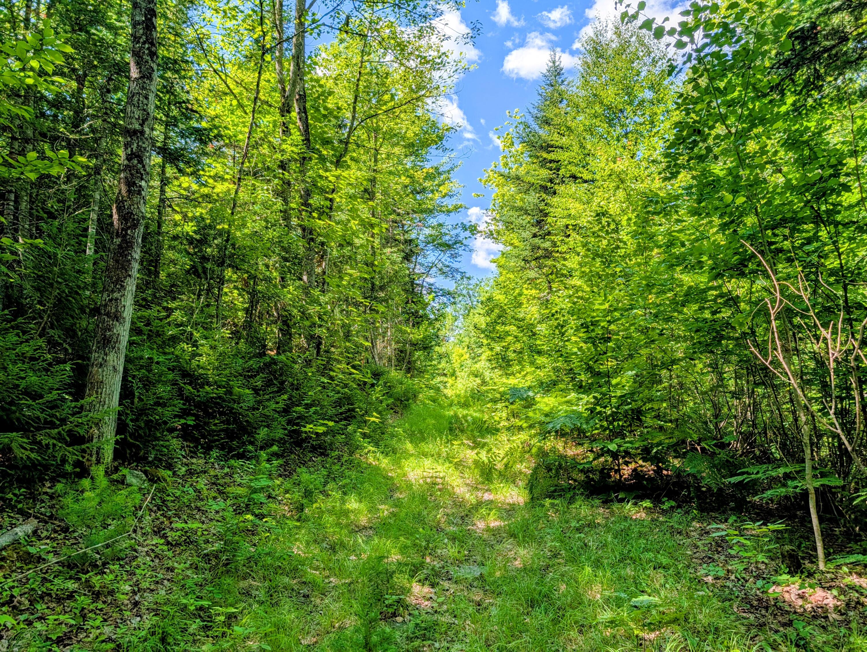 Lot 42 Beech Hill Road Property Photo 29