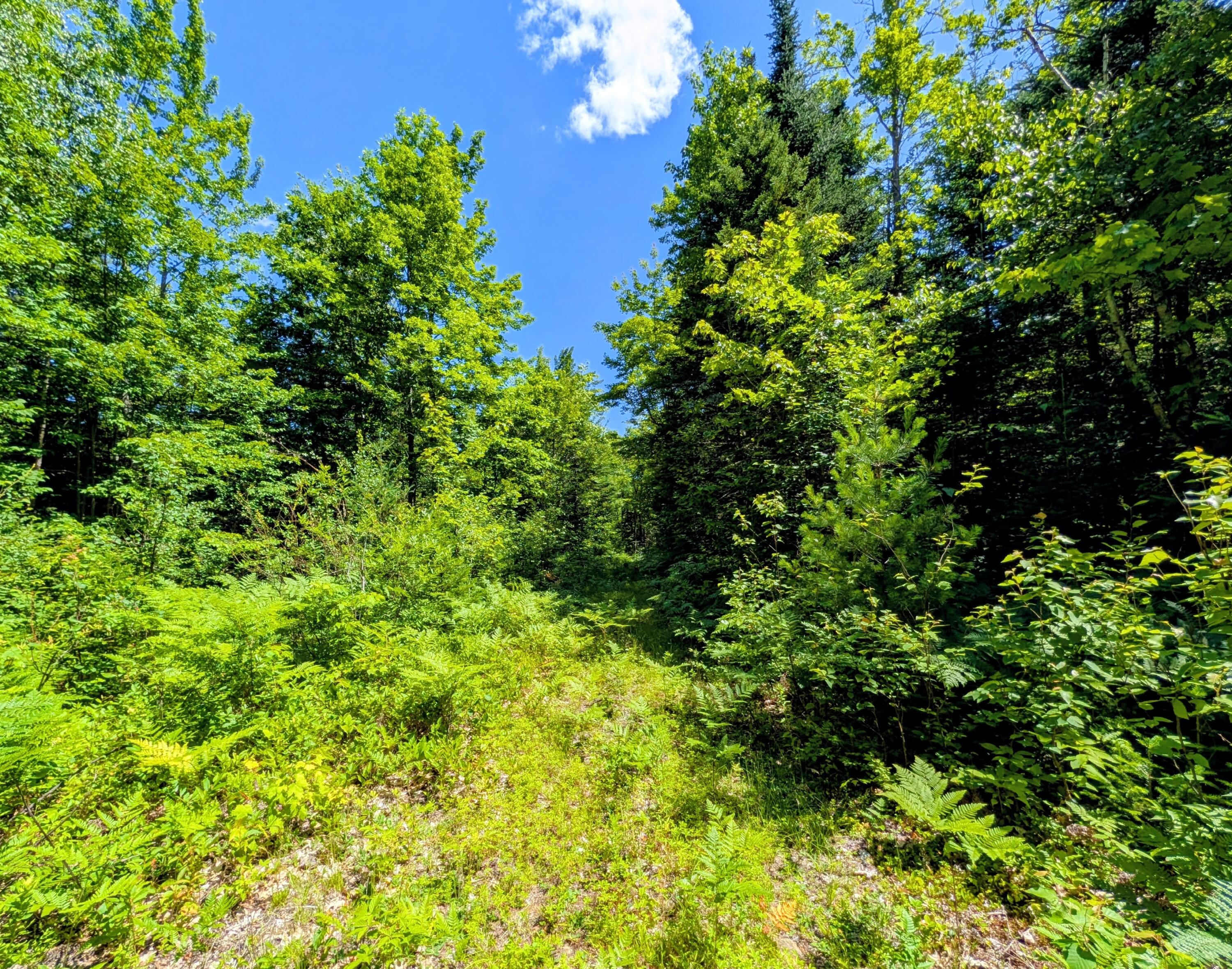 Lot 42 Beech Hill Road Property Photo 31
