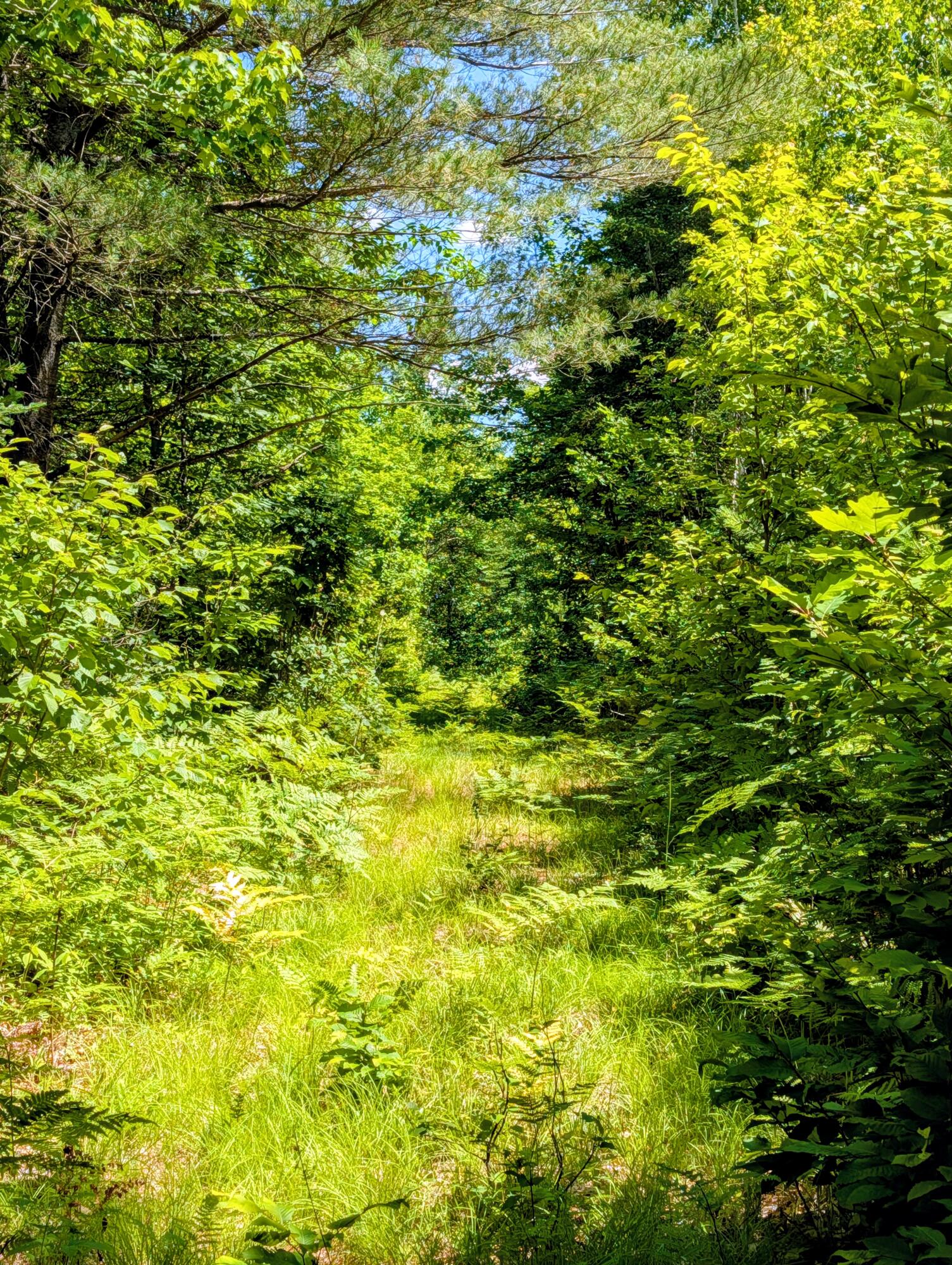Lot 42 Beech Hill Road Property Photo 32
