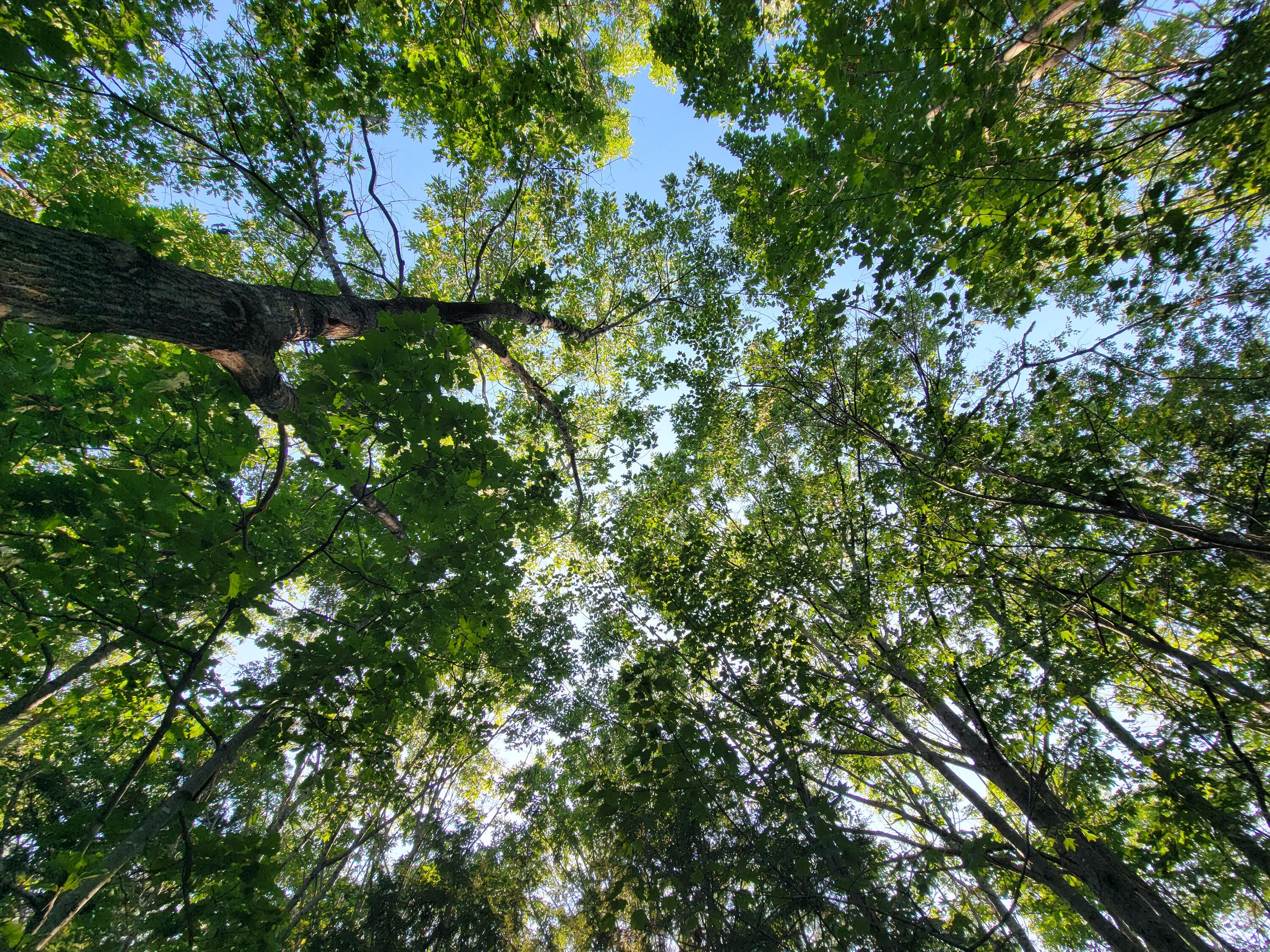 473 Davenport Hill Road Property Photo 6