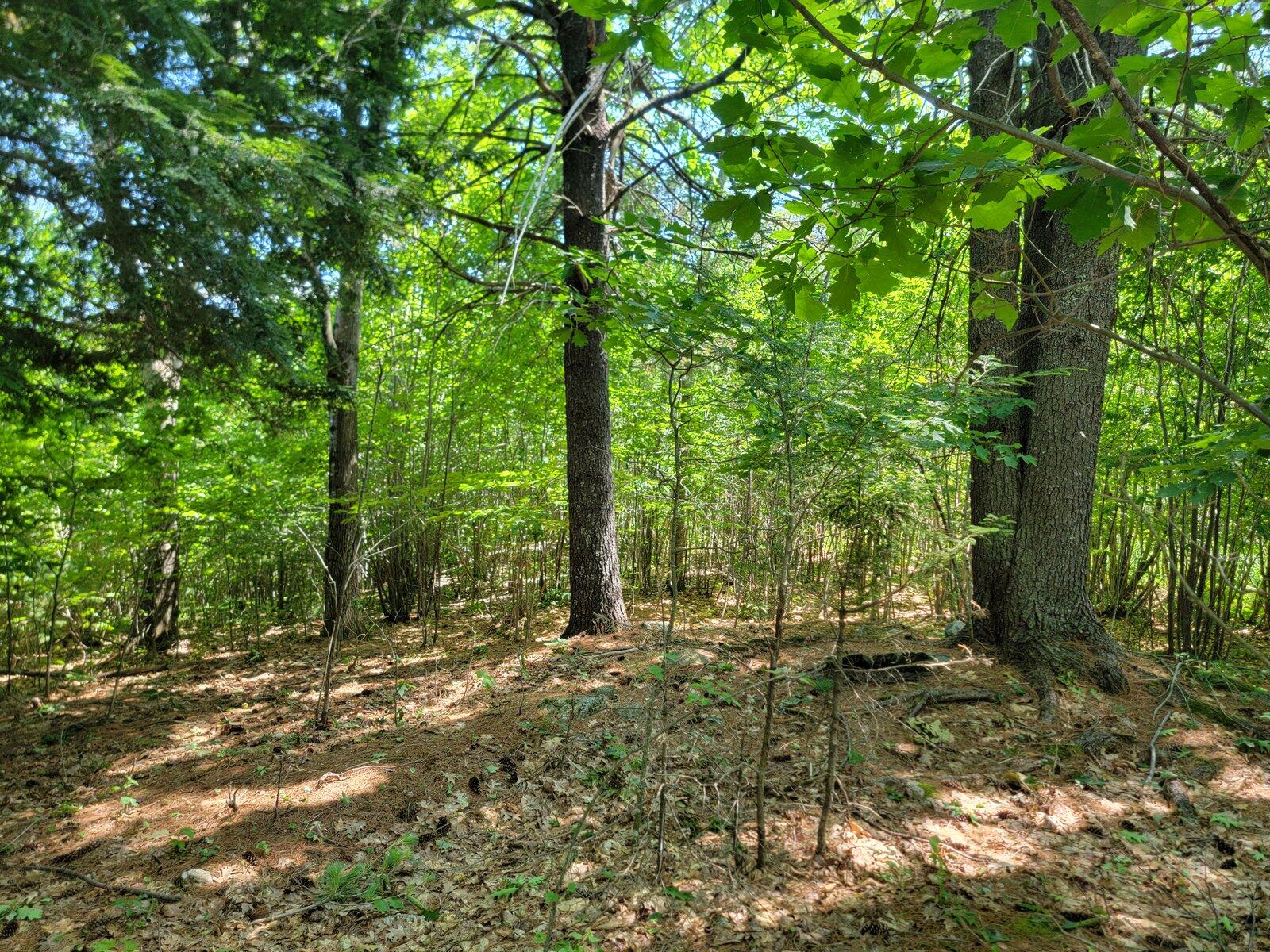 473 Davenport Hill Road Property Photo 50