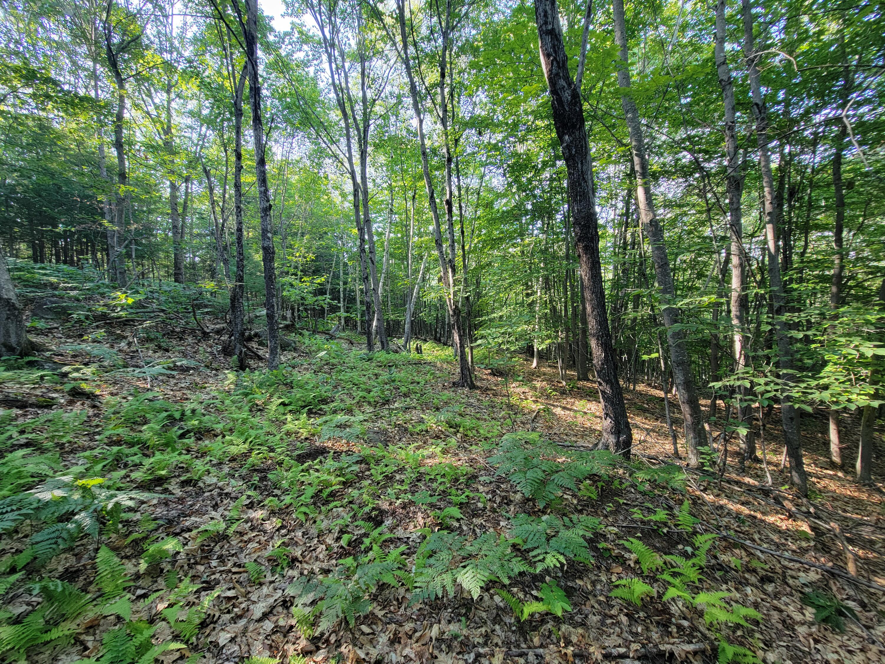 473 Davenport Hill Road Property Photo 59