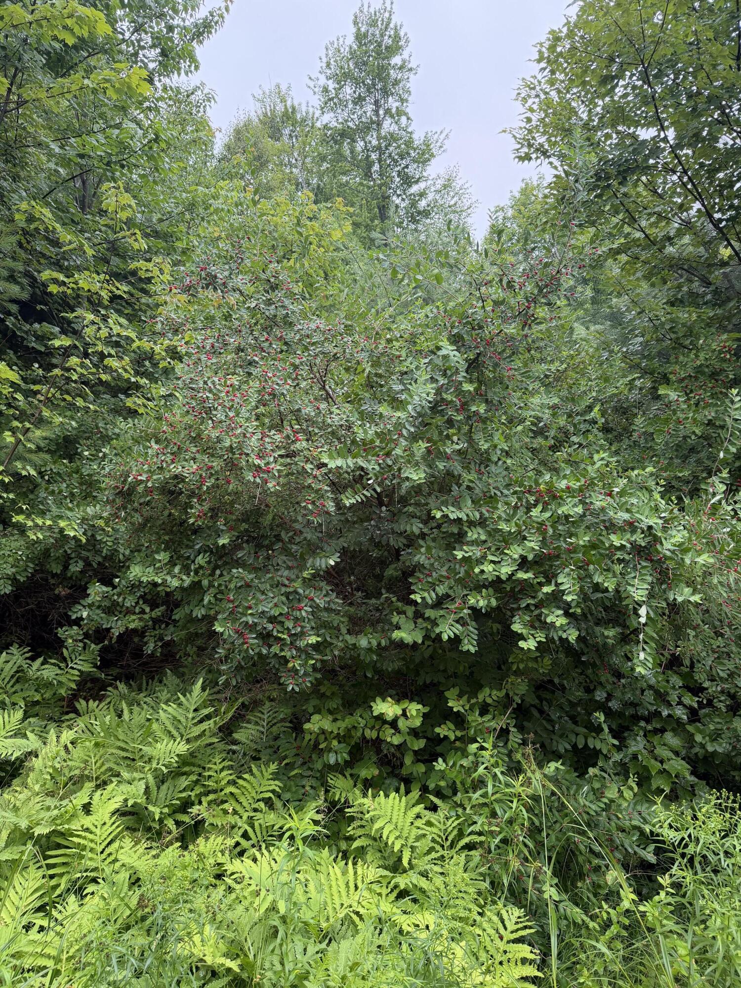 4 Kolm Lane Property Photo 6