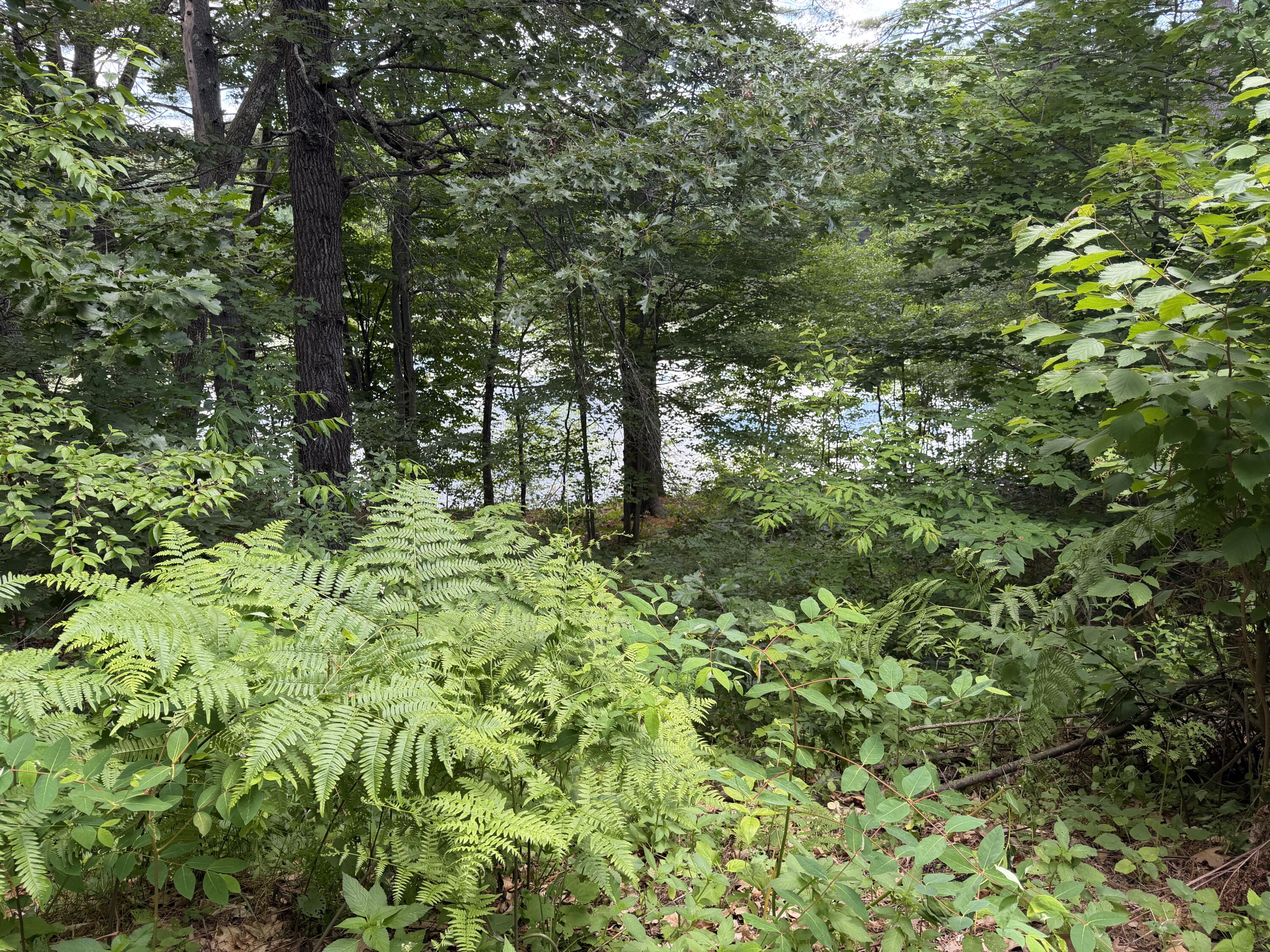 14 Emerson Drive Property Photo 12