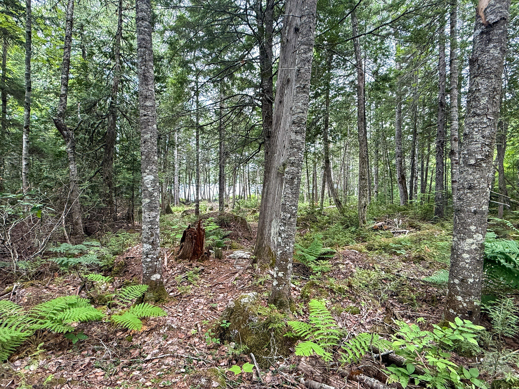 Lot 7 Bill Green Pond Road Property Photo 19