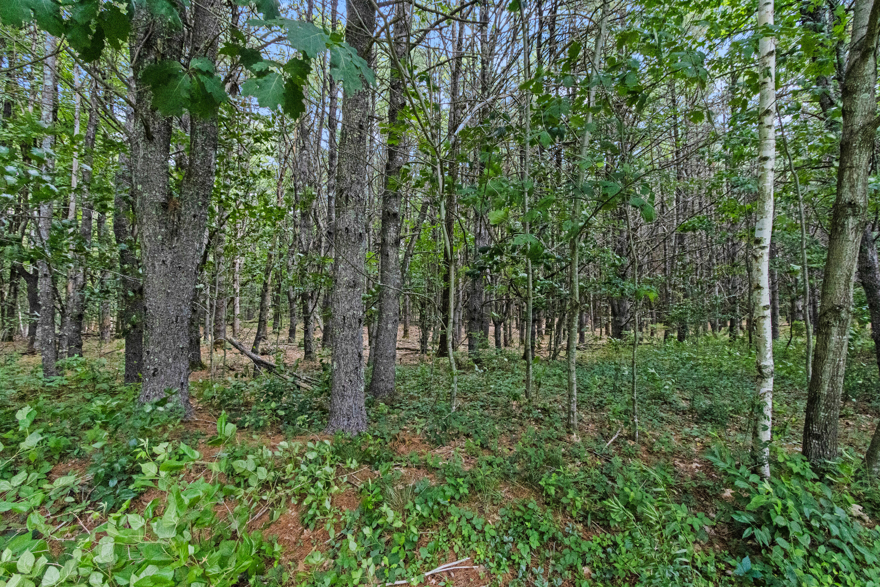 7 Moses Lane Property Photo 62