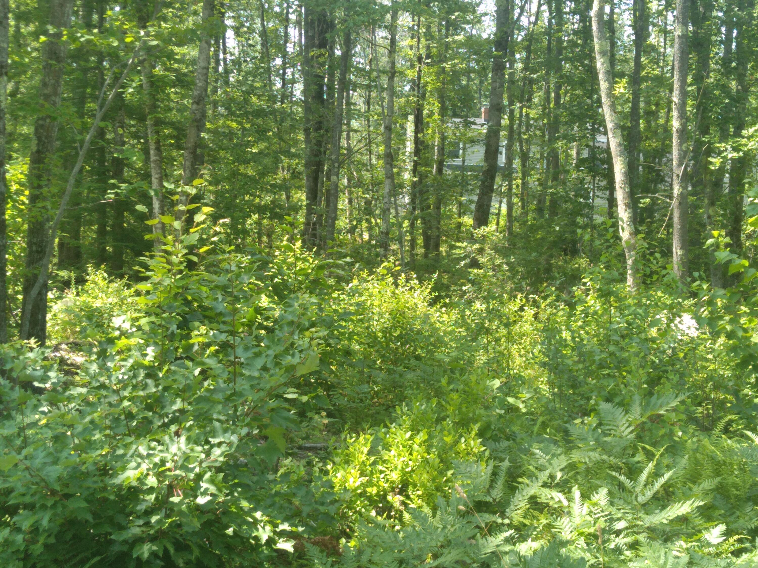 136 Lot 2 Harry Howes Road Property Photo 5