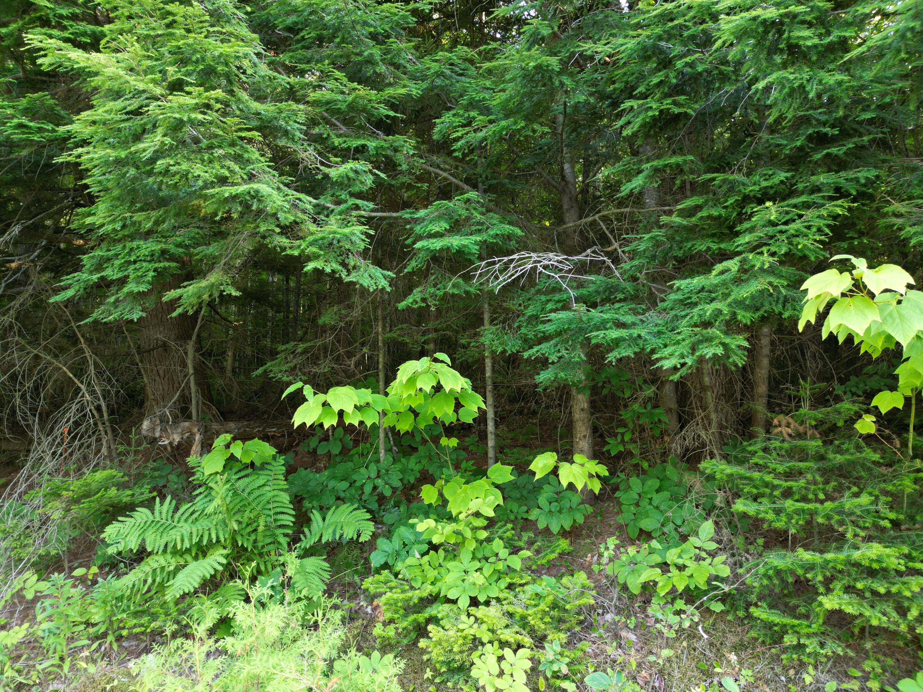 Lot 25 Lee Road Property Photo 2
