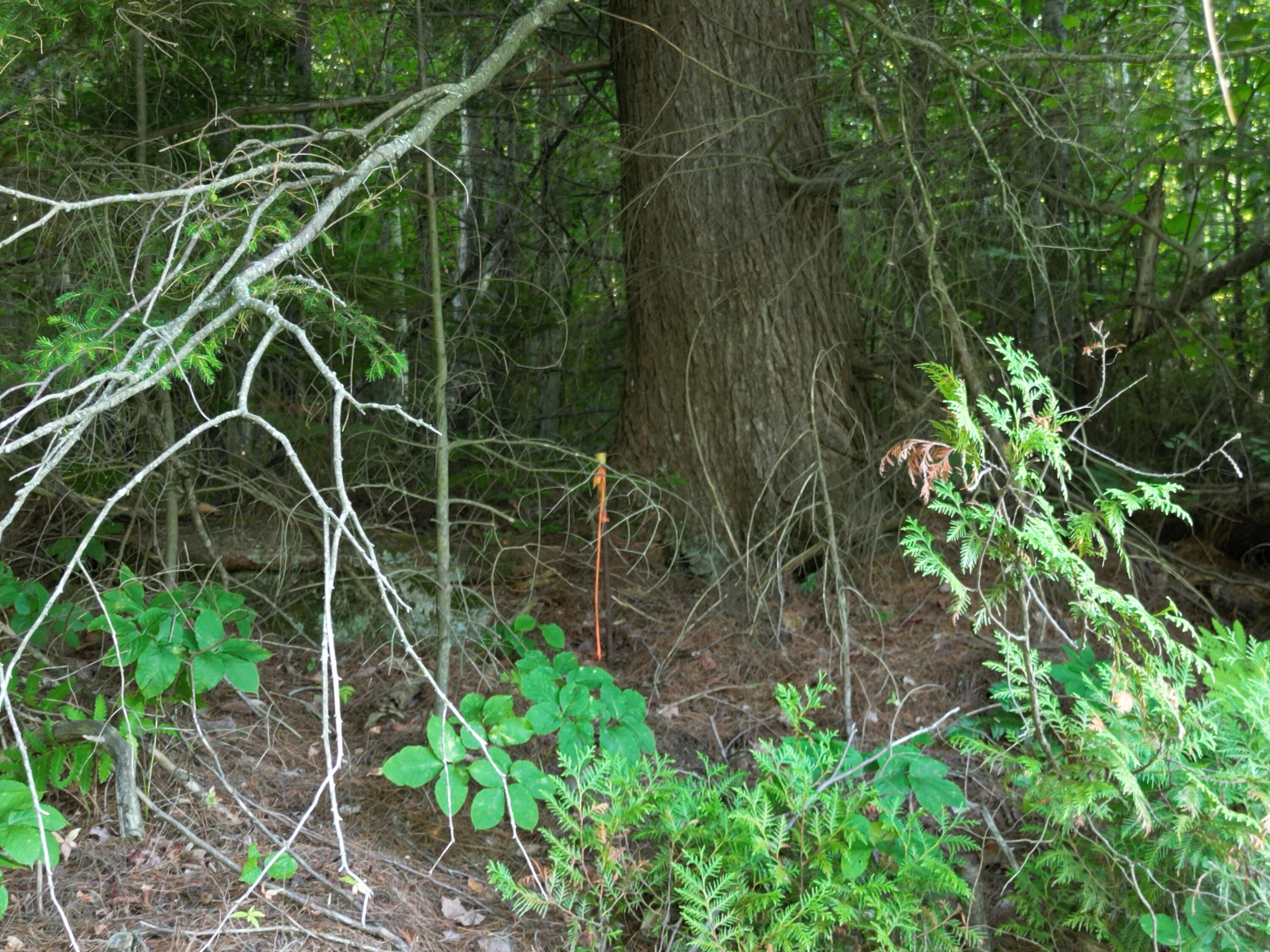 Lot 25 Lee Road Property Photo 3
