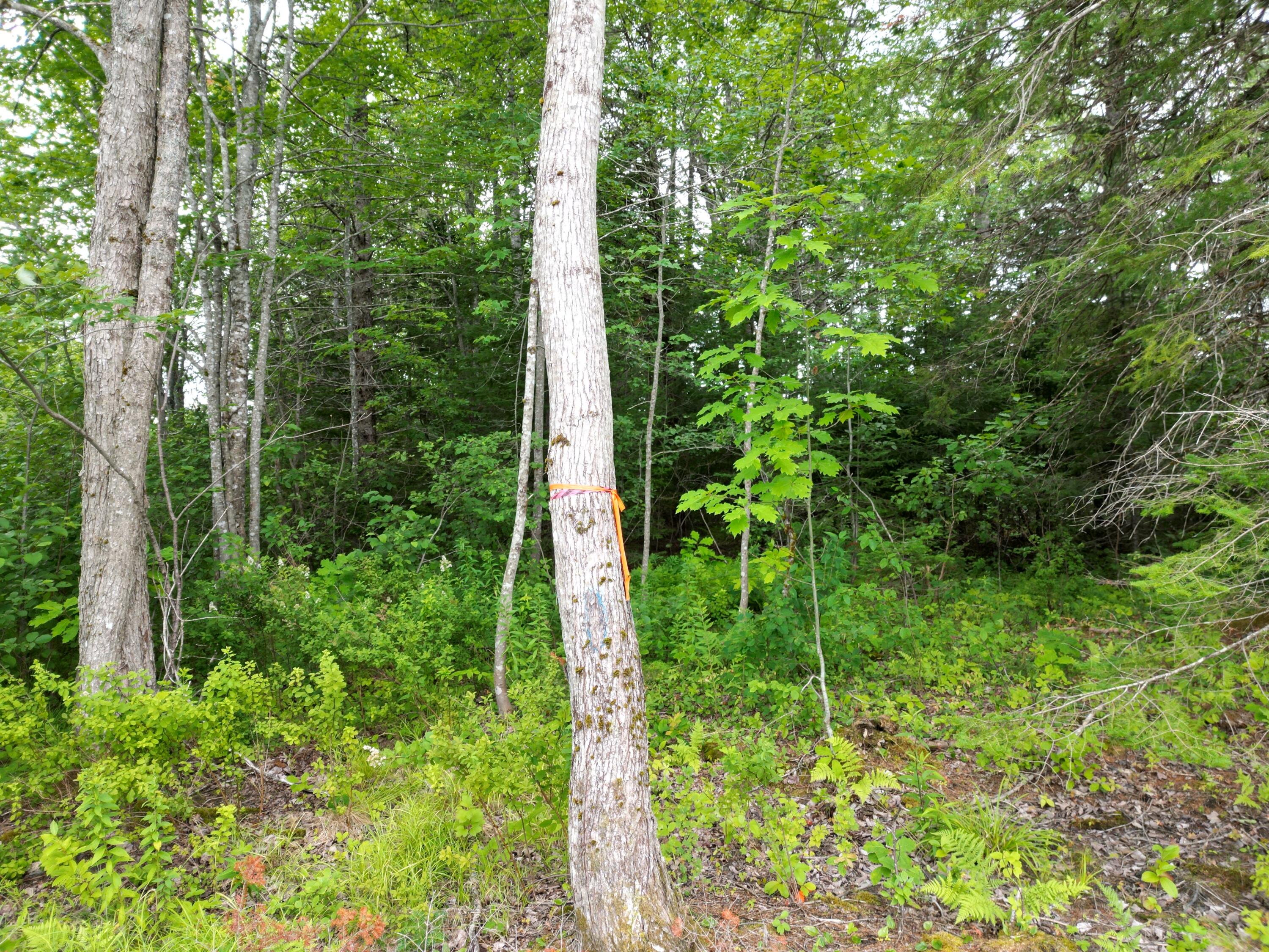 Lot 16 Route 1 Property Photo 10