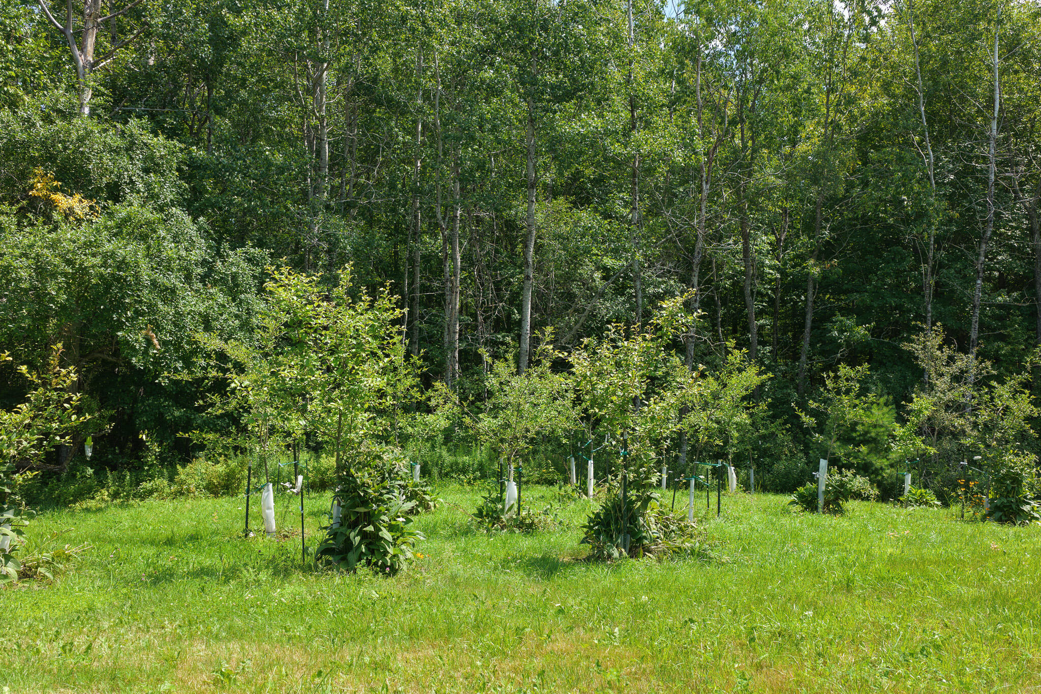 515 Dodlin Road Property Photo 11